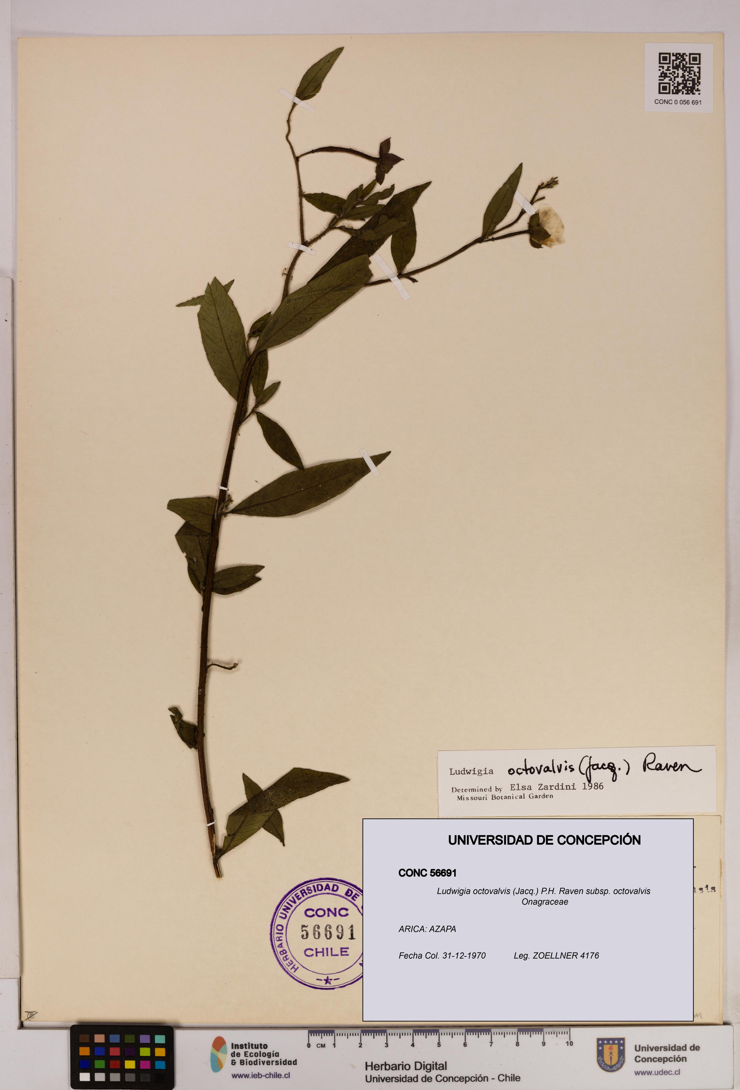 Ludwigia octovalvis subsp. octovalvis [Espécimen: UDEC:CONC:0056691]