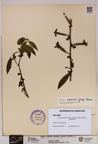 Ludwigia octovalvis subsp. octovalvis [Espécimen: UDEC:CONC:0056692]