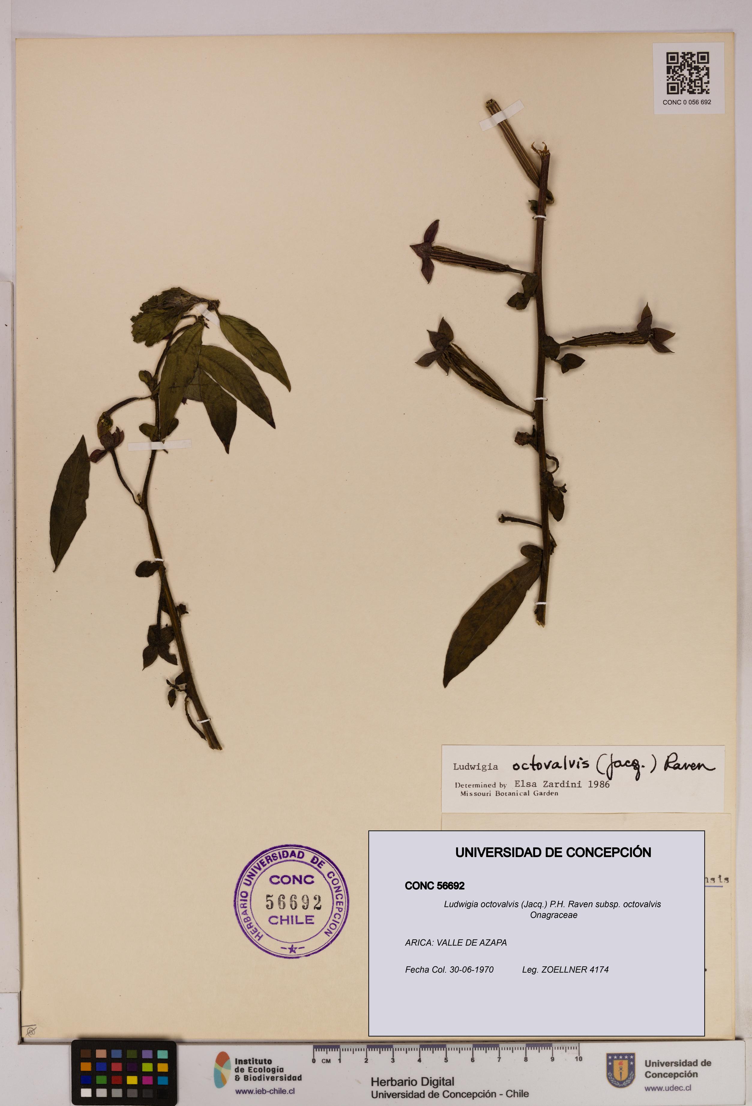 Ludwigia octovalvis subsp. octovalvis [Espécimen: UDEC:CONC:0056692]