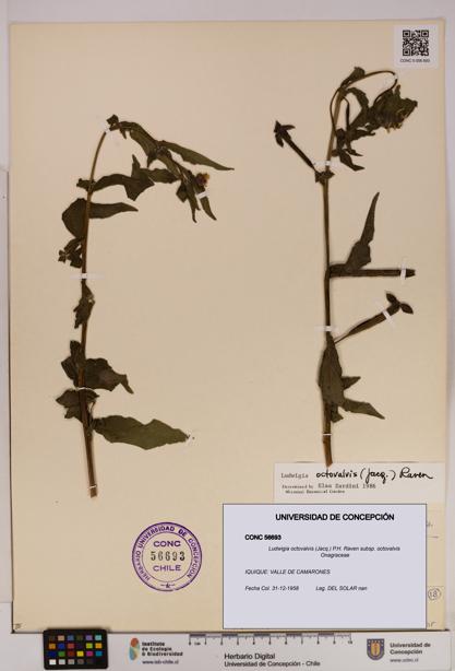 Ludwigia octovalvis subsp. octovalvis [Espécimen: UDEC:CONC:0056693]
