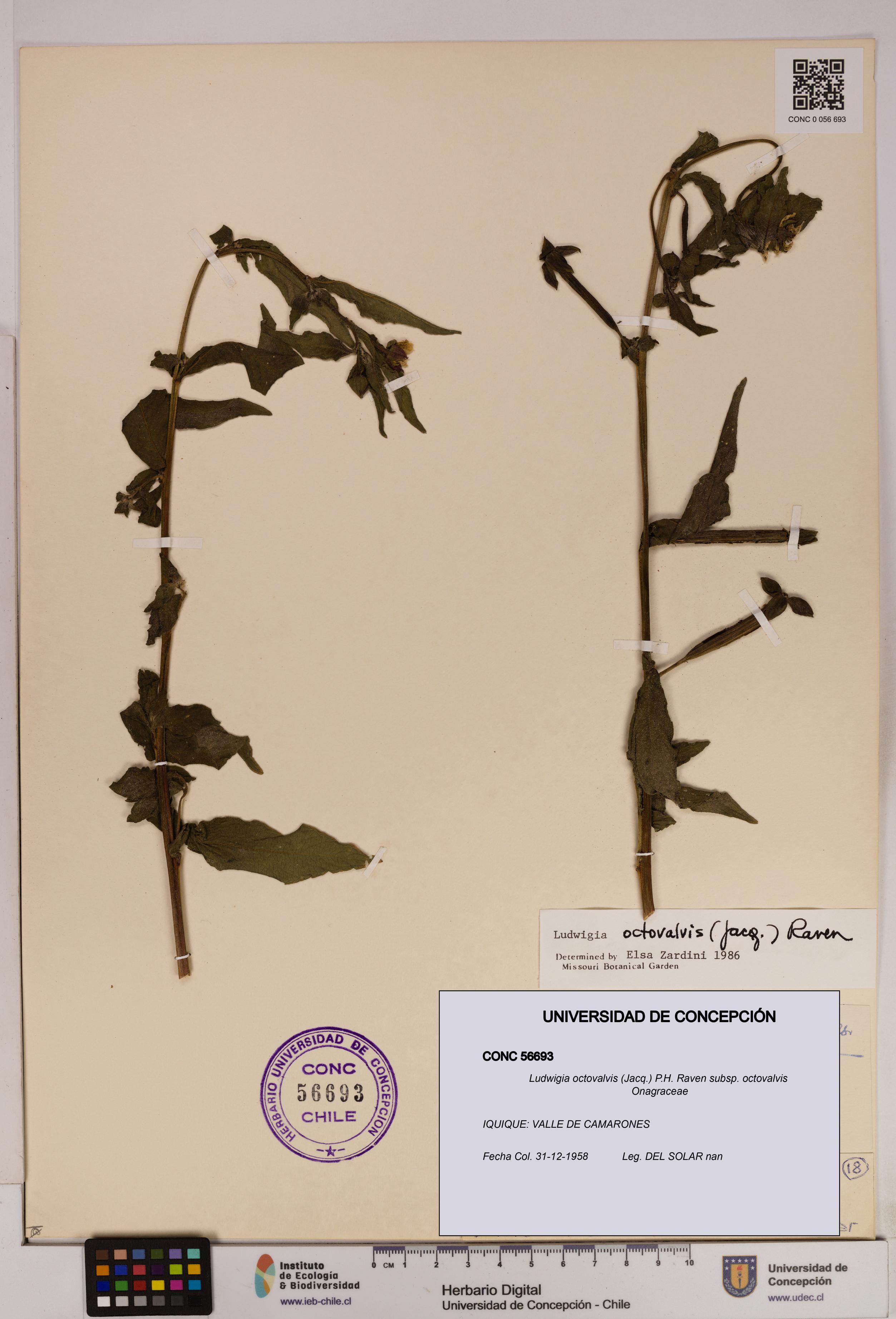 Ludwigia octovalvis subsp. octovalvis [Espécimen: UDEC:CONC:0056693]