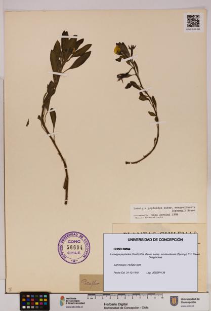 Ludwigia peploides [Espécimen: UDEC:CONC:0056694]