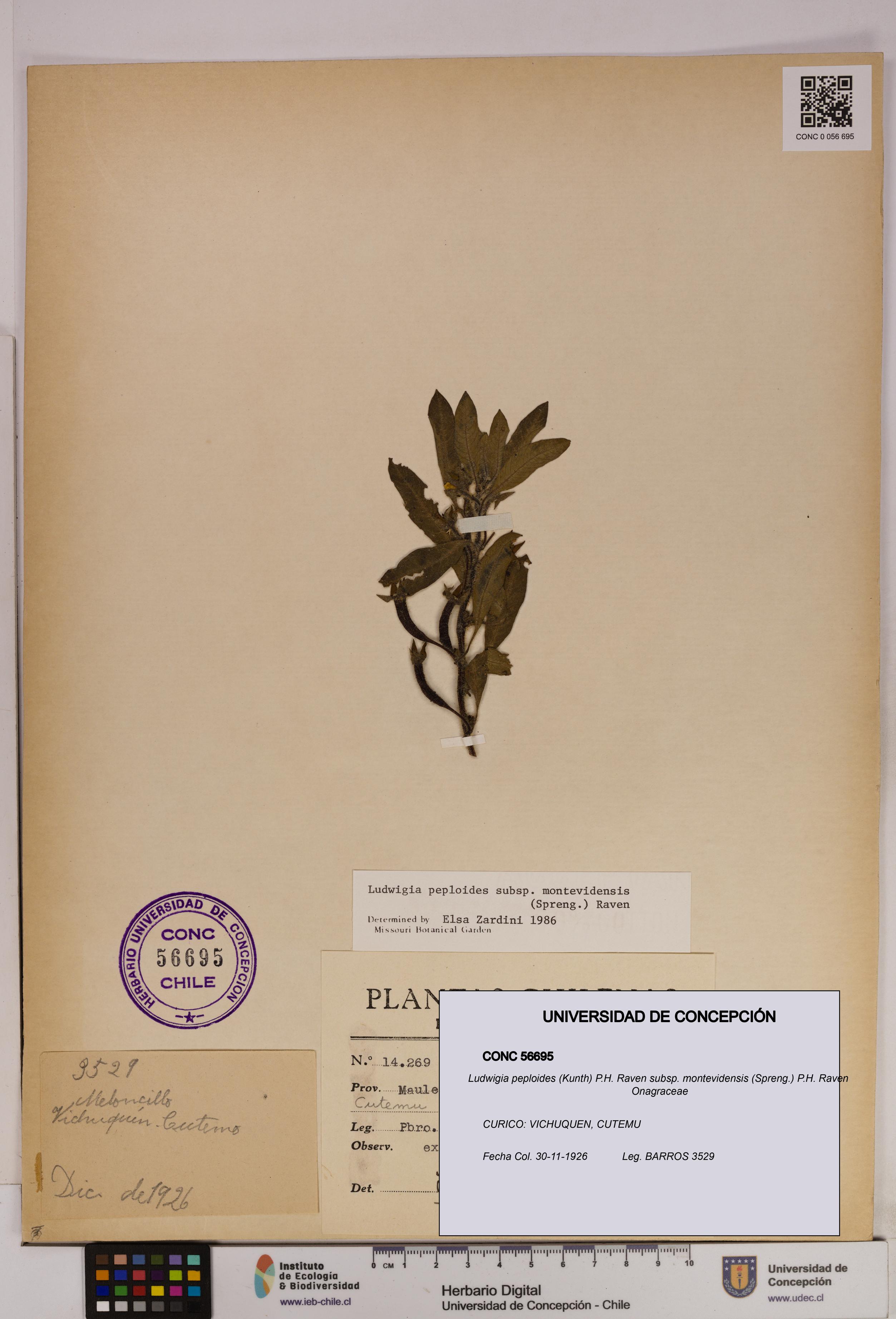 Ludwigia peploides [Espécimen: UDEC:CONC:0056695]