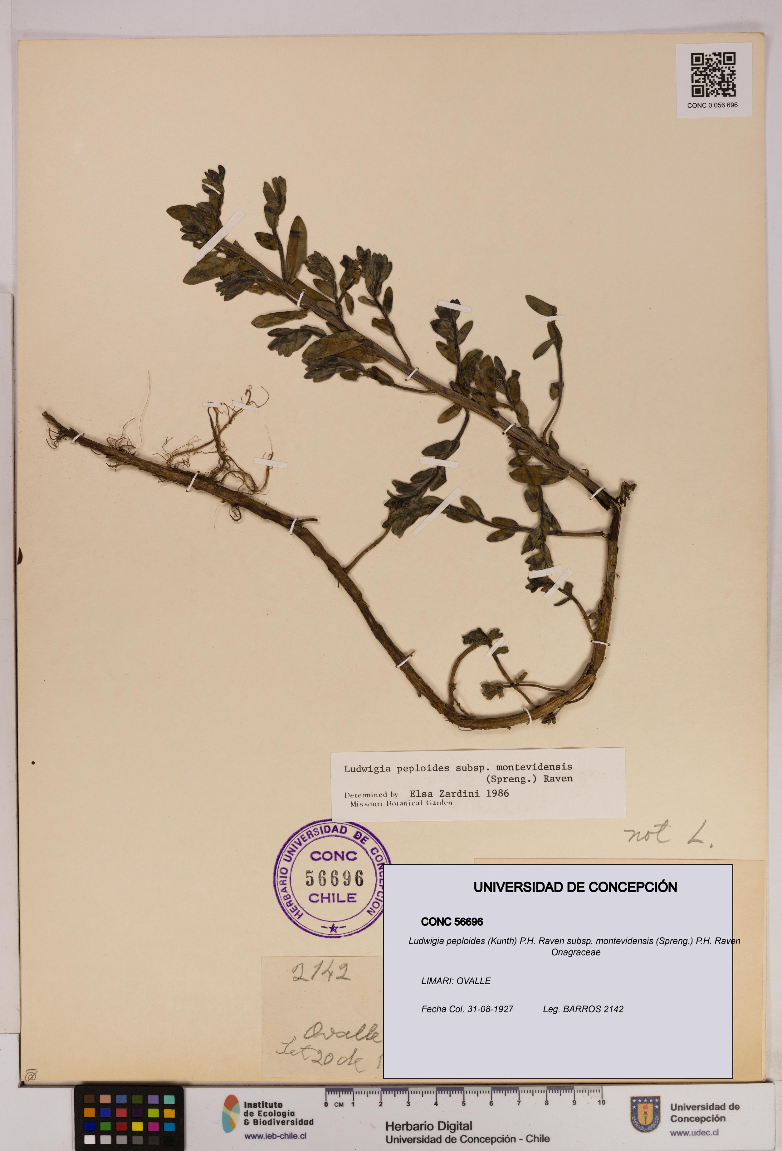 Ludwigia peploides [Espécimen: UDEC:CONC:0056696]