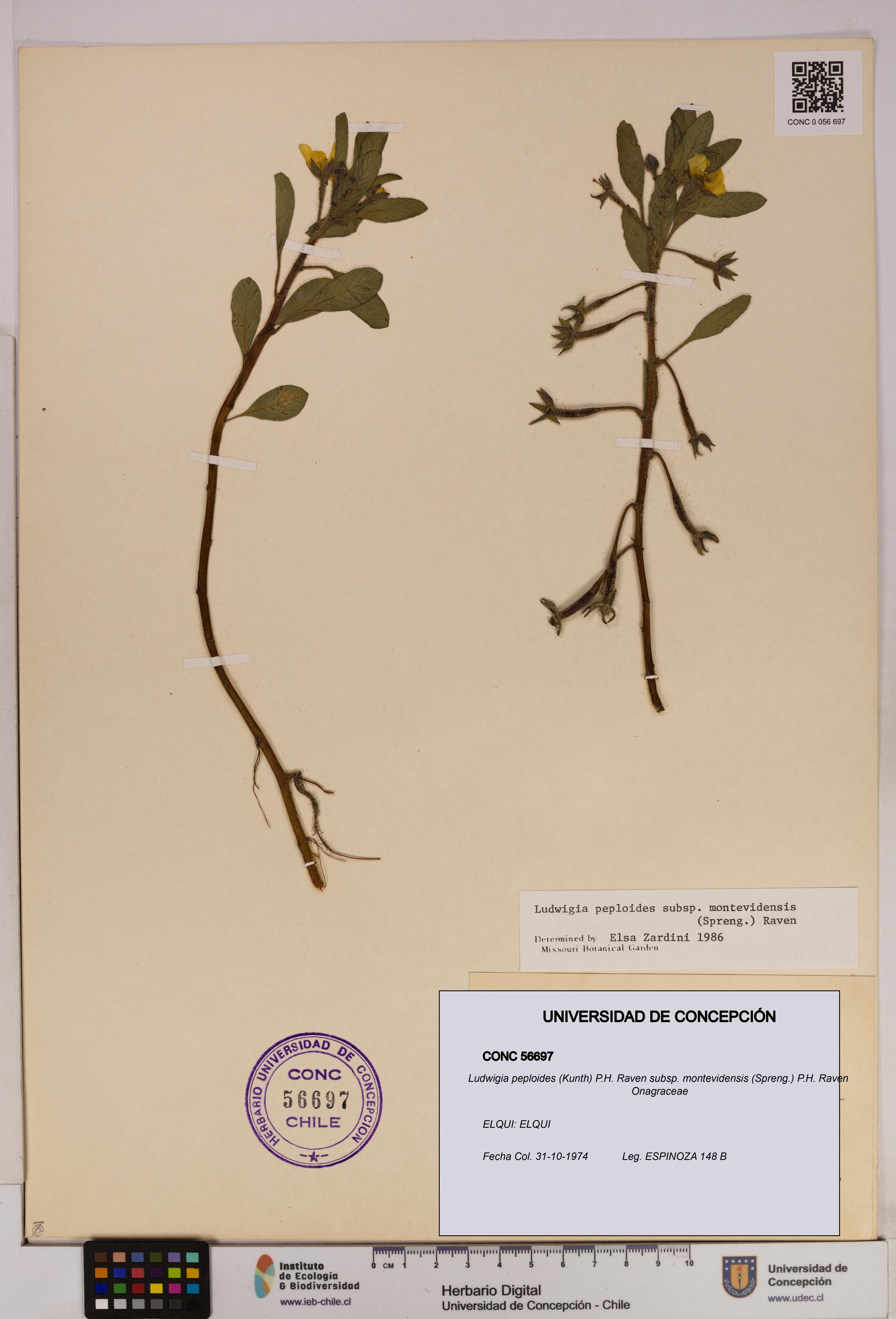 Ludwigia peploides [Espécimen: UDEC:CONC:0056697]
