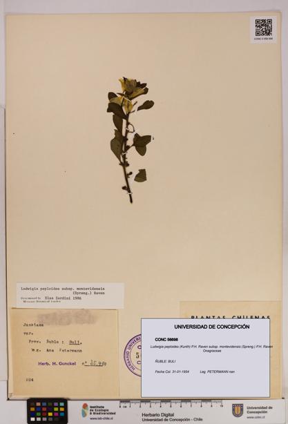 Ludwigia peploides [Espécimen: UDEC:CONC:0056698]
