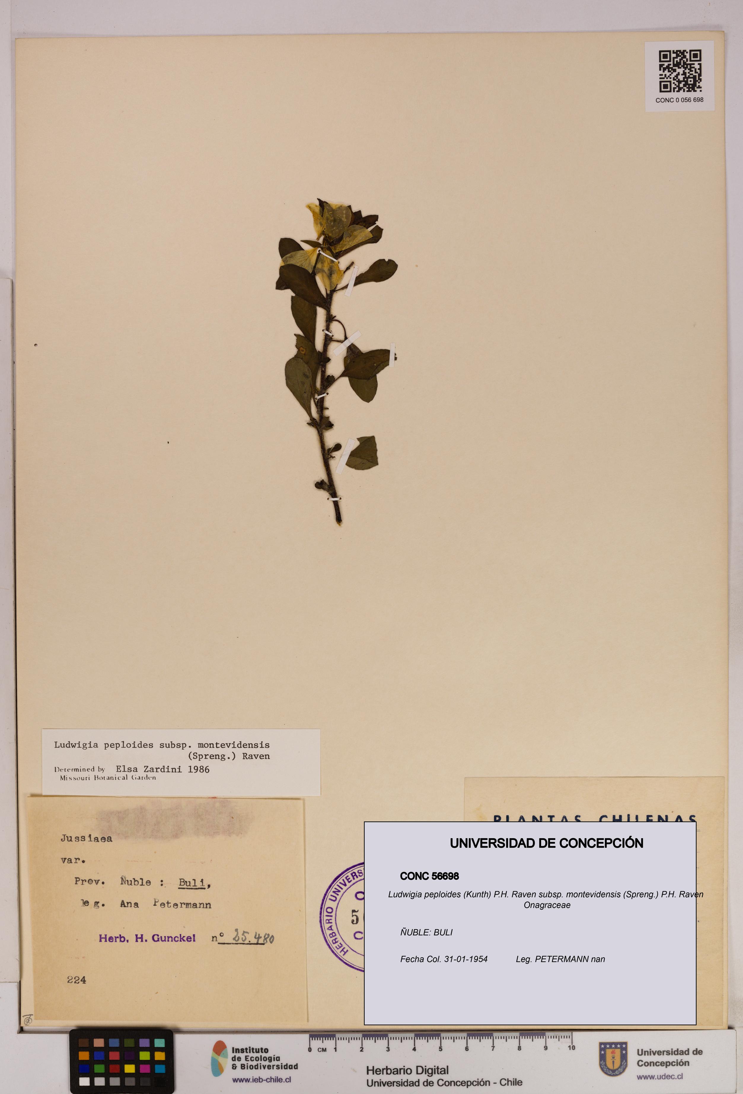 Ludwigia peploides [Espécimen: UDEC:CONC:0056698]