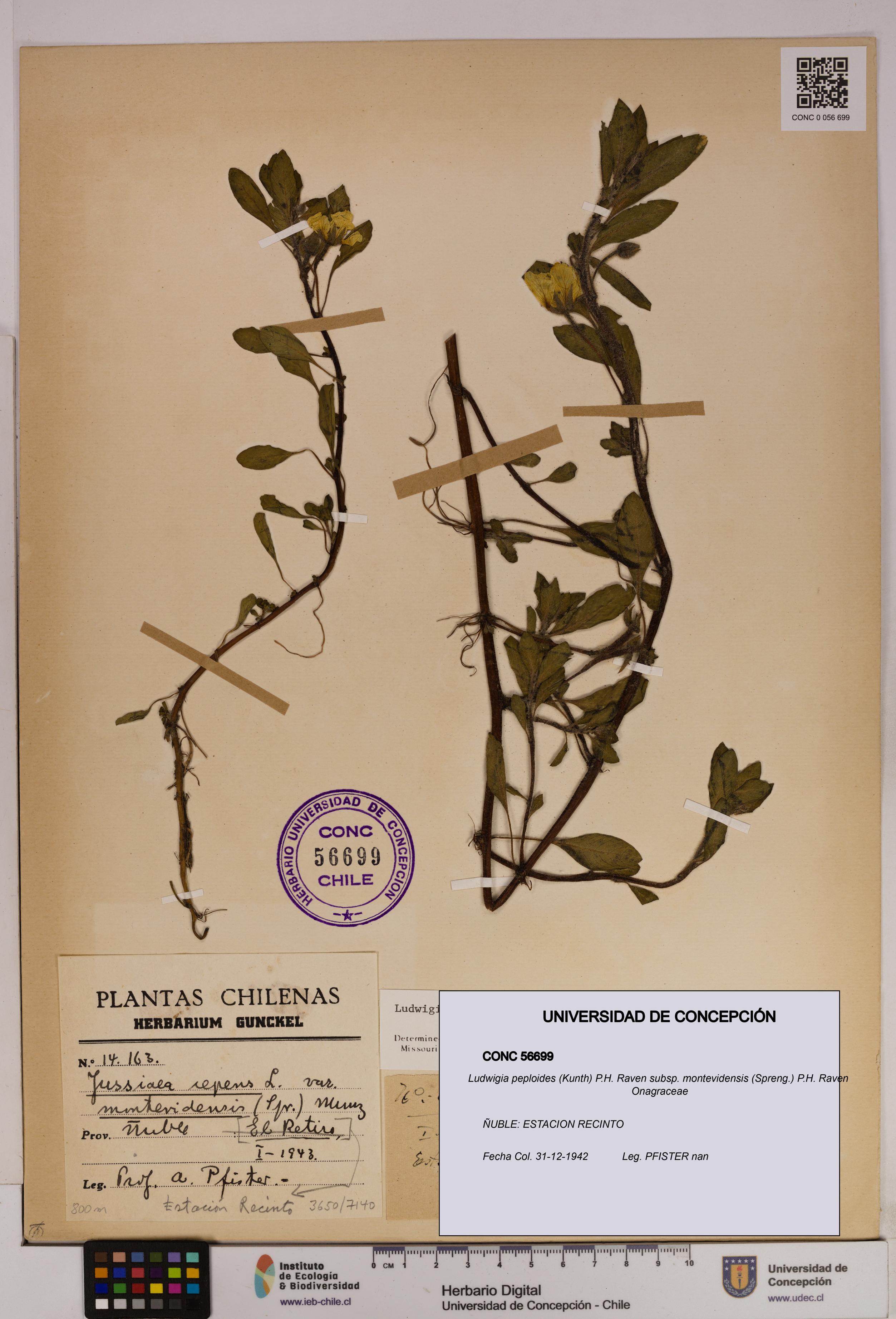 Ludwigia peploides [Espécimen: UDEC:CONC:0056699]