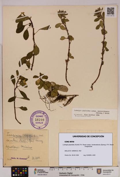 Ludwigia peploides [Espécimen: UDEC:CONC:0056700]