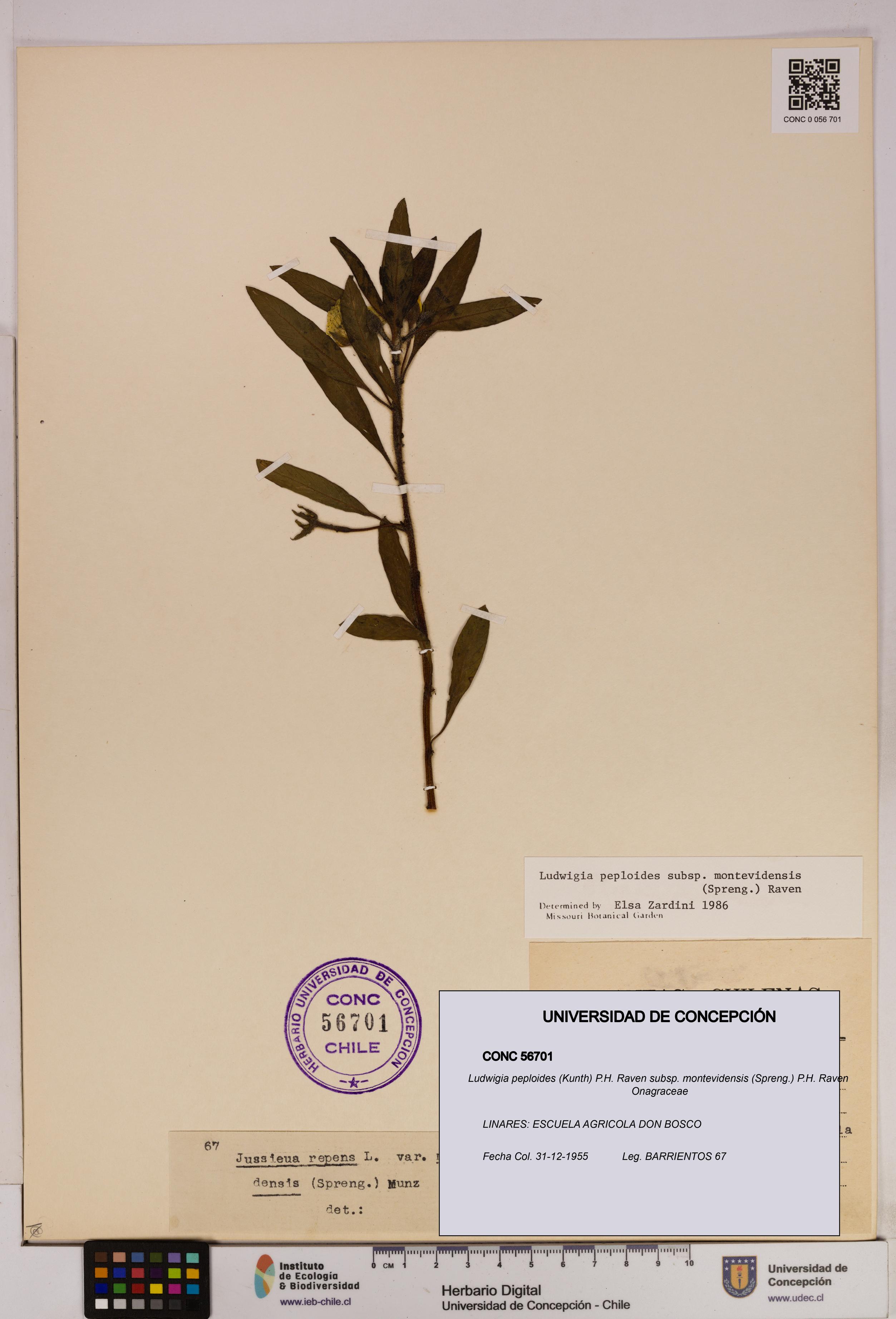 Ludwigia peploides [Espécimen: UDEC:CONC:0056701]