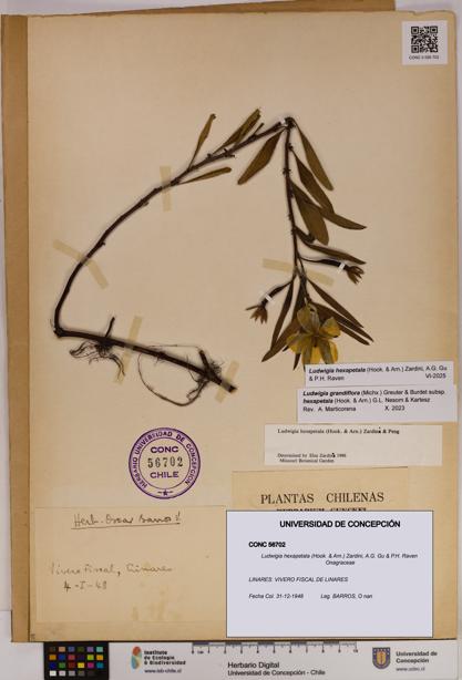 Ludwigia hexapetala [Espécimen: UDEC:CONC:0056702]