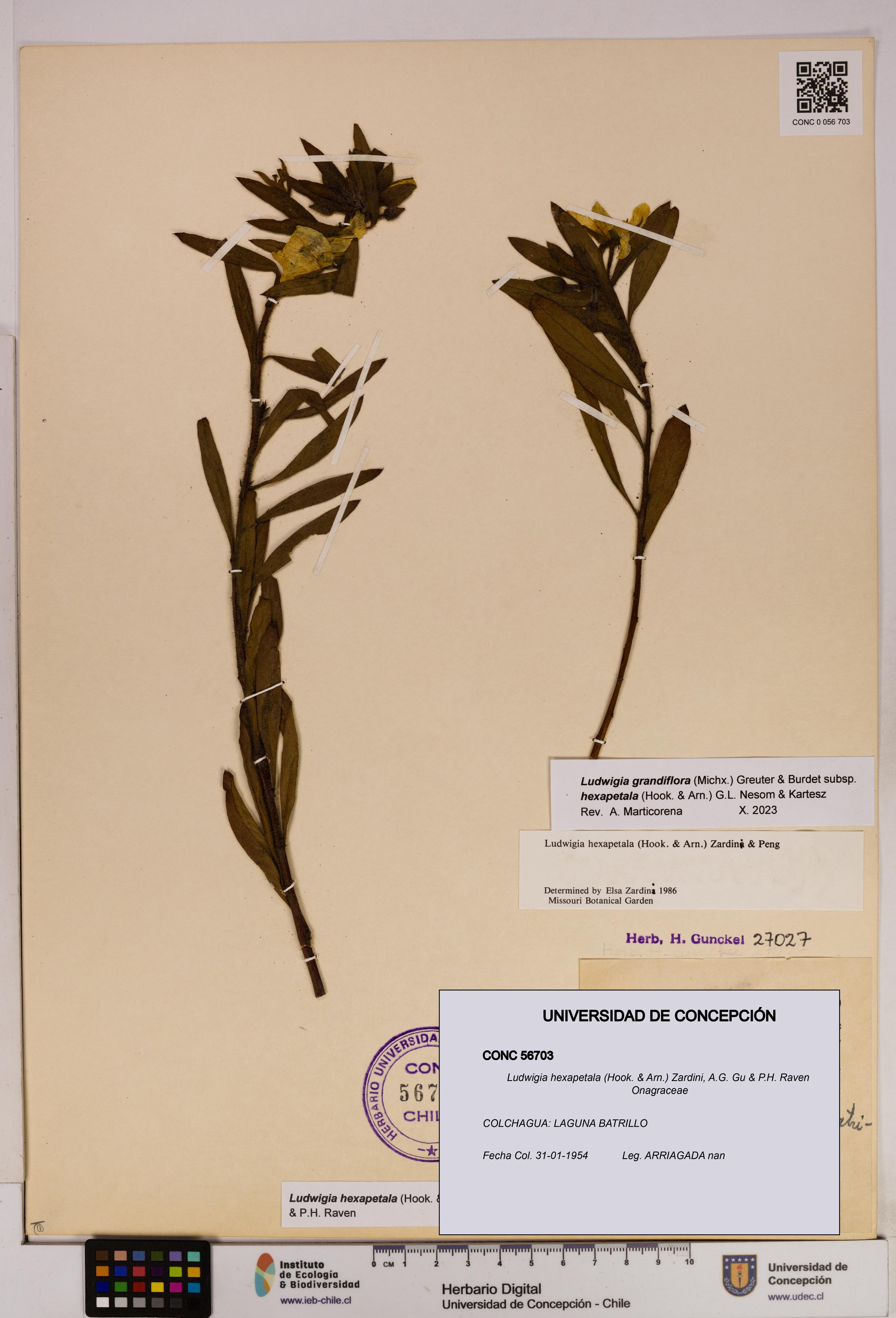 Ludwigia hexapetala [Espécimen: UDEC:CONC:0056703]