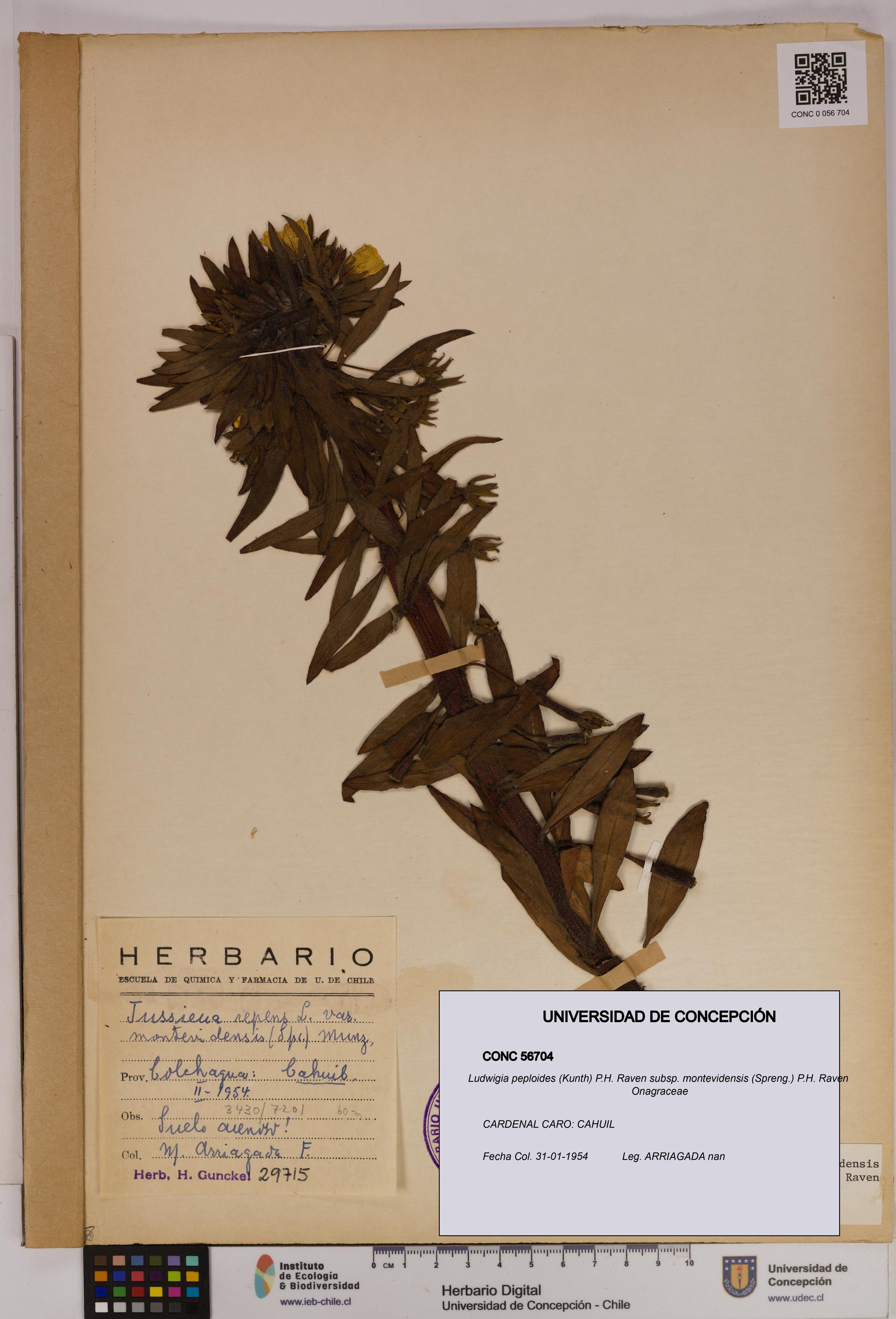 Ludwigia peploides [Espécimen: UDEC:CONC:0056704]