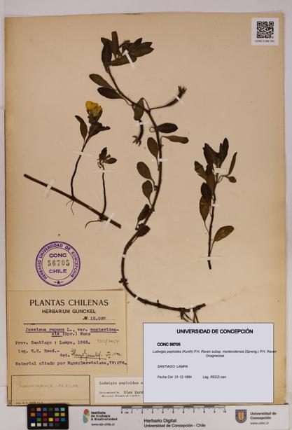 Ludwigia peploides [Espécimen: UDEC:CONC:0056705]