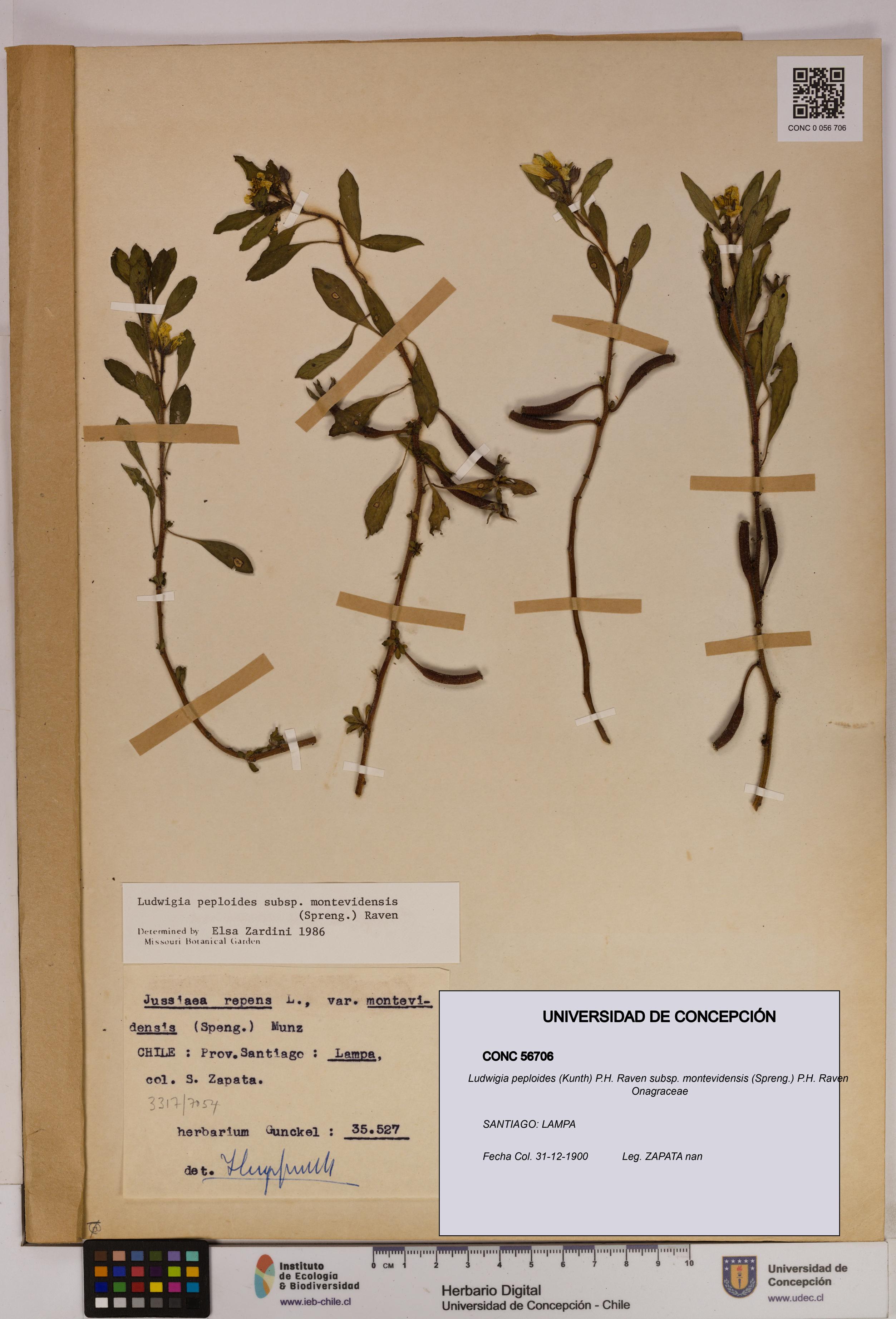 Ludwigia peploides [Espécimen: UDEC:CONC:0056706]