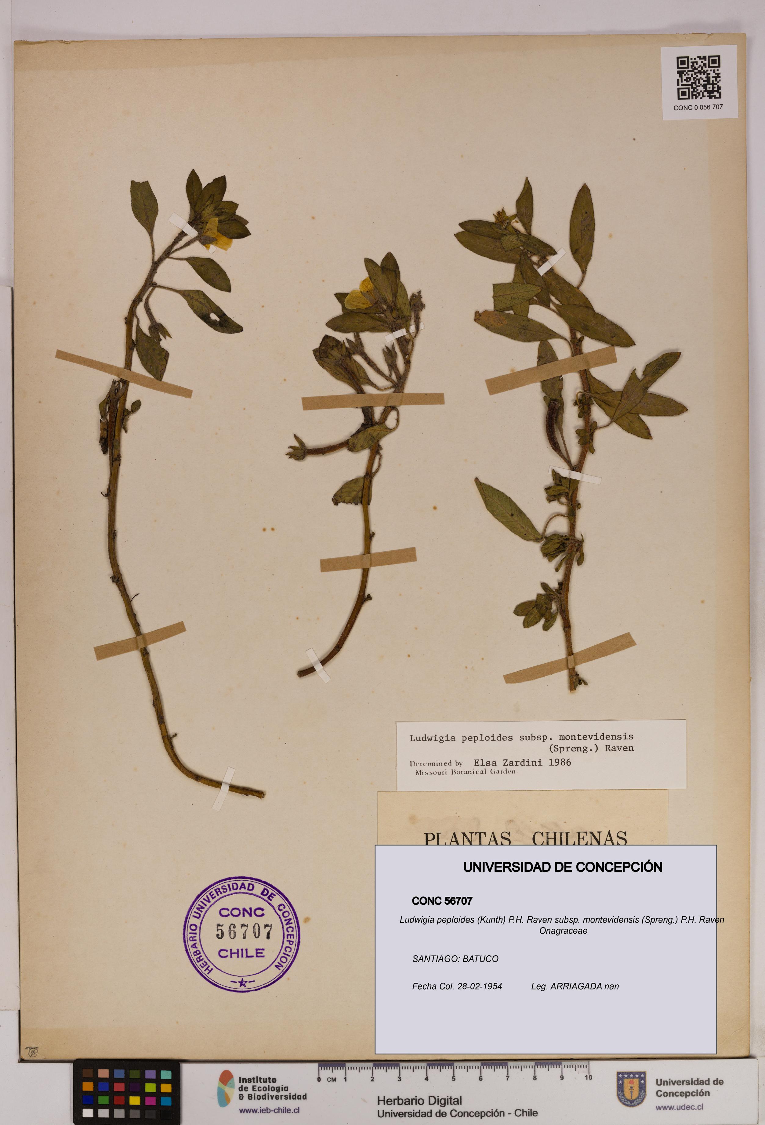 Ludwigia peploides [Espécimen: UDEC:CONC:0056707]