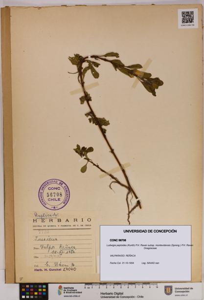 Ludwigia peploides [Espécimen: UDEC:CONC:0056708]