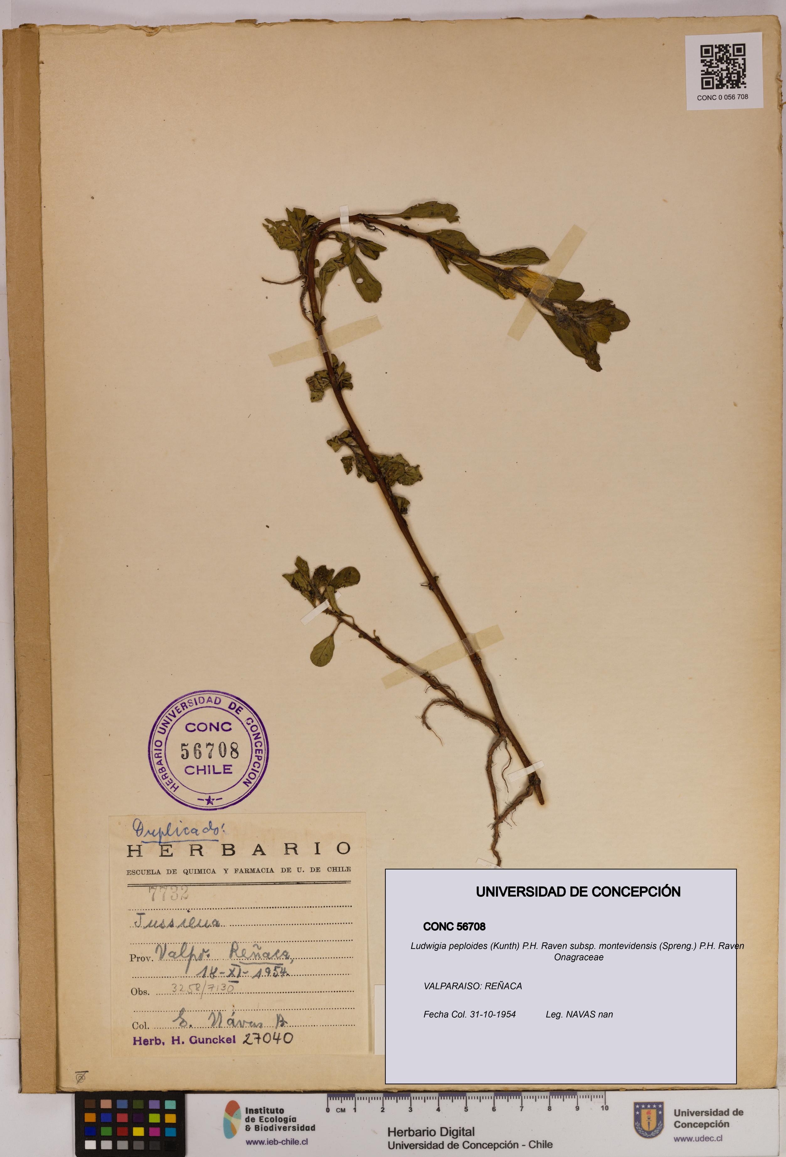 Ludwigia peploides [Espécimen: UDEC:CONC:0056708]