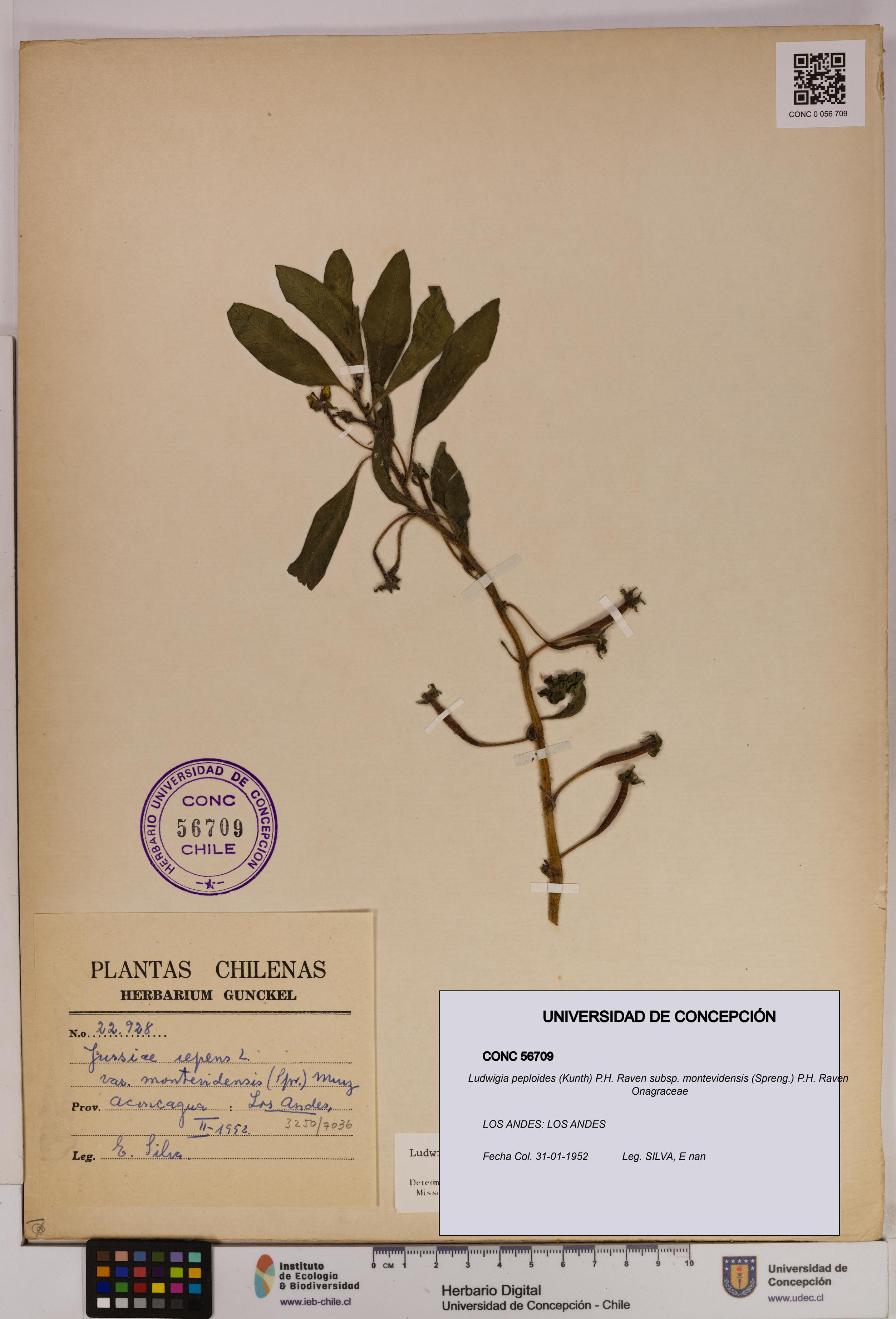 Ludwigia peploides [Espécimen: UDEC:CONC:0056709]