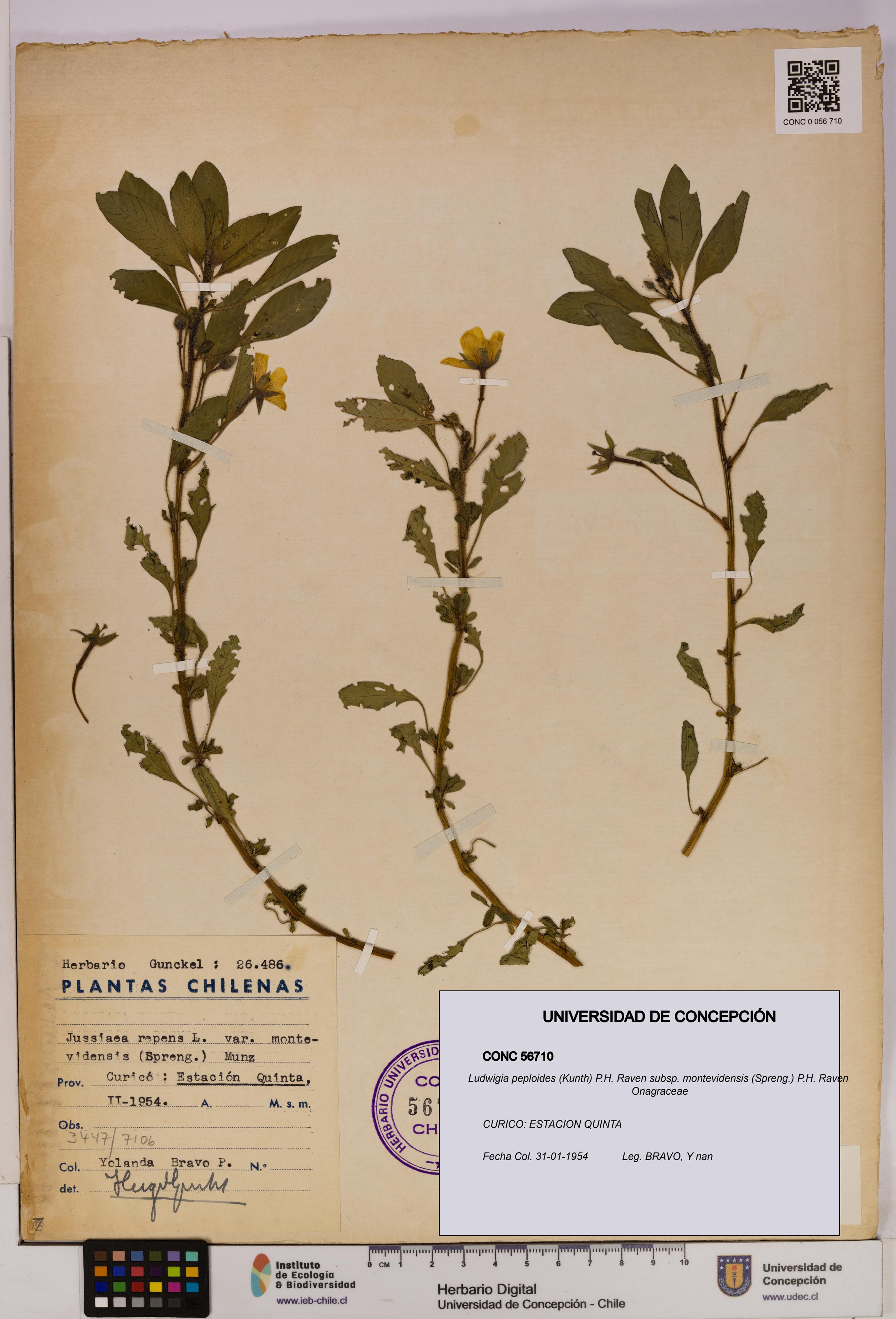 Ludwigia peploides subsp. montevidensis [Espécimen: UDEC:CONC:0056710]