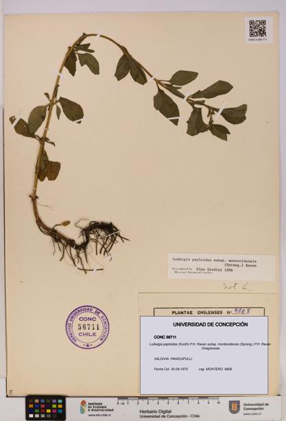 Ludwigia peploides subsp. montevidensis [Espécimen: UDEC:CONC:0056711]