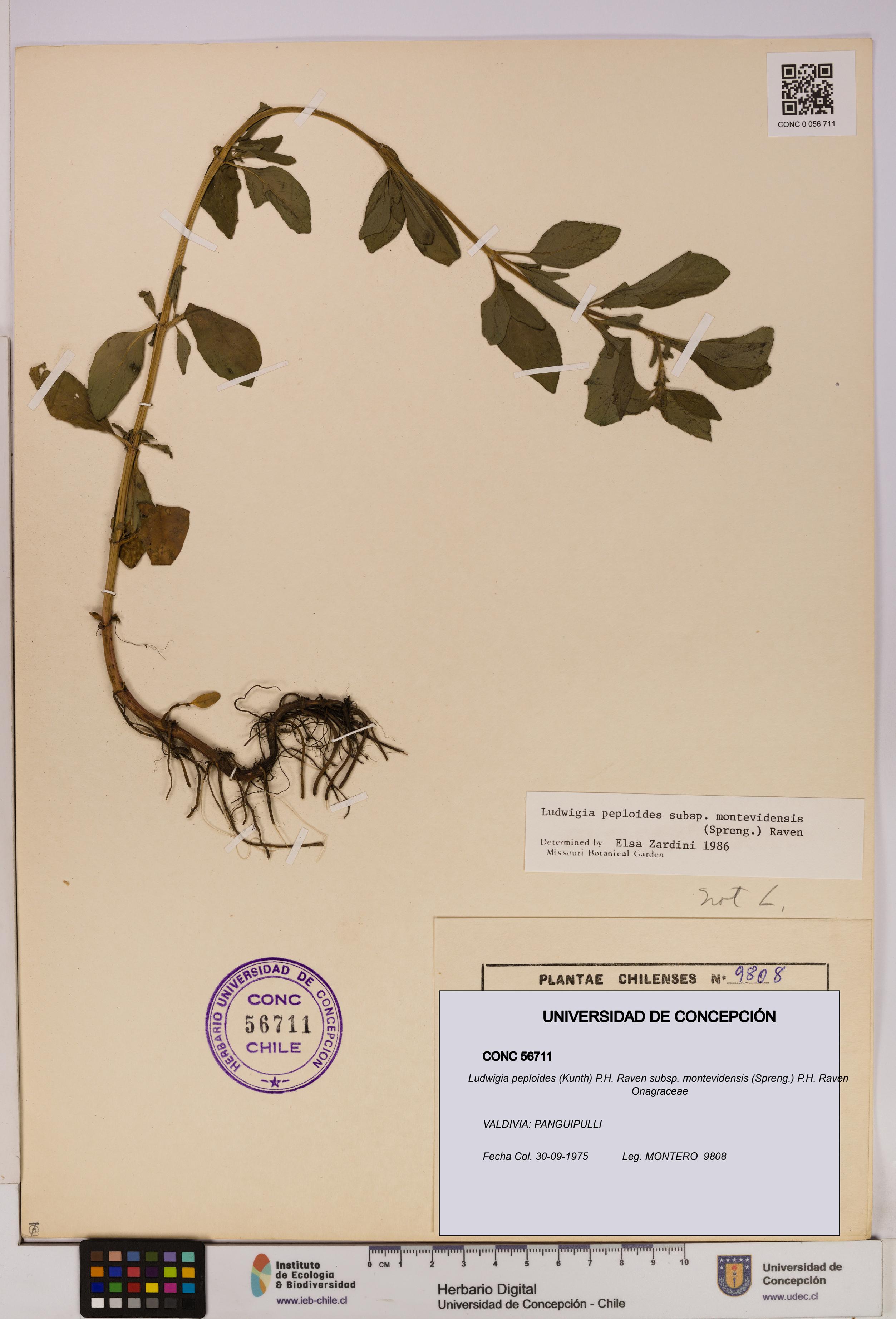 Ludwigia peploides subsp. montevidensis [Espécimen: UDEC:CONC:0056711]