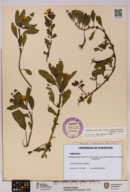Ludwigia peploides subsp. montevidensis [Espécimen: UDEC:CONC:0056712]