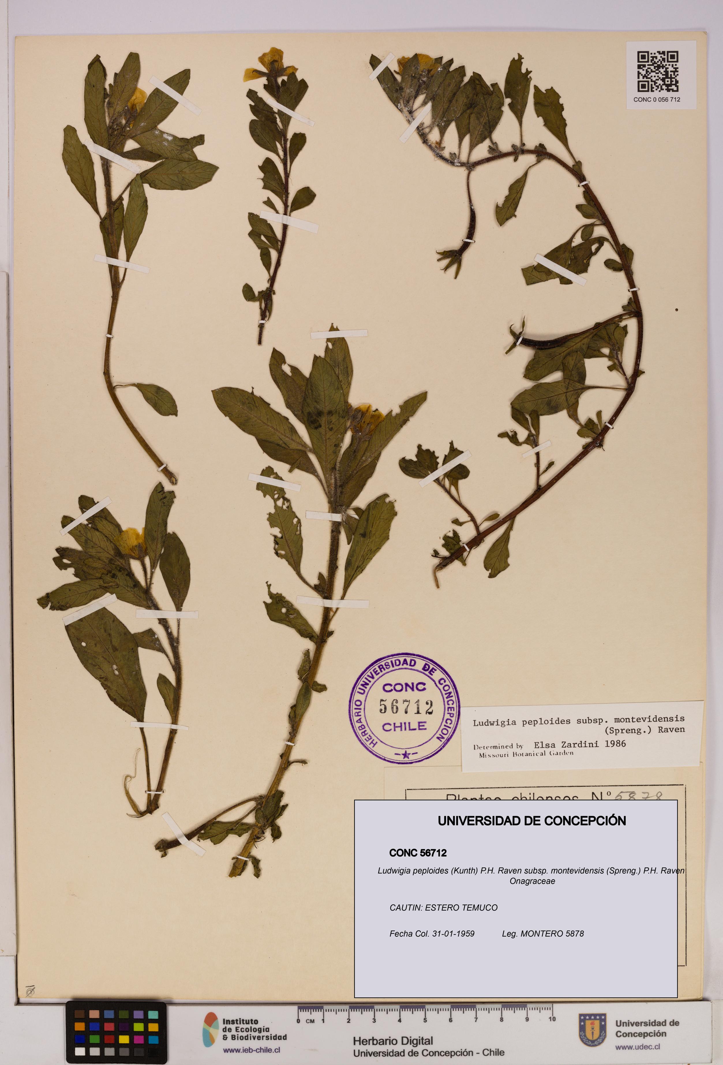 Ludwigia peploides subsp. montevidensis [Espécimen: UDEC:CONC:0056712]