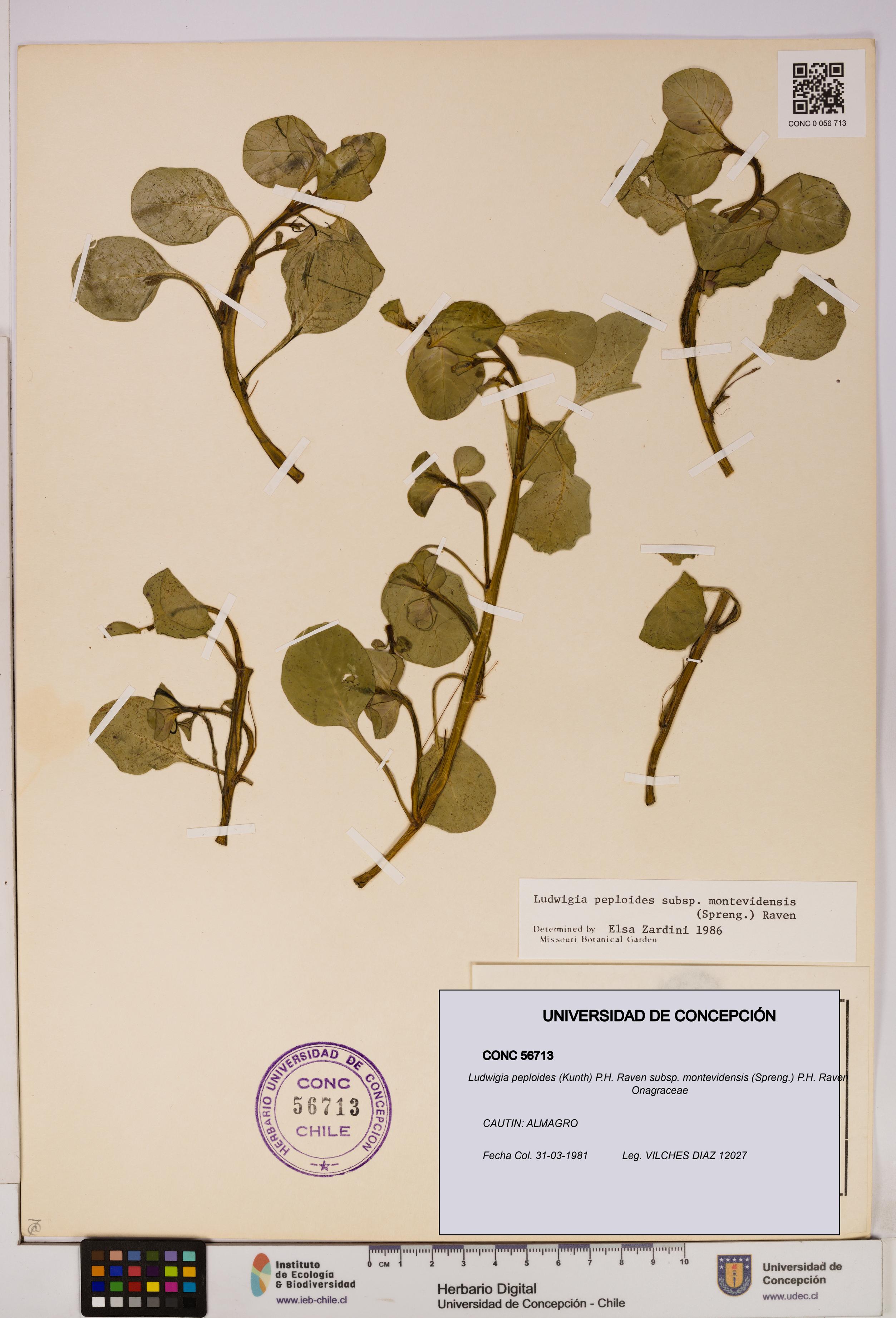Ludwigia peploides subsp. montevidensis [Espécimen: UDEC:CONC:0056713]