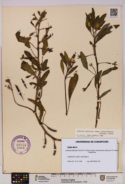 Ludwigia peploides subsp. montevidensis [Espécimen: UDEC:CONC:0056714]