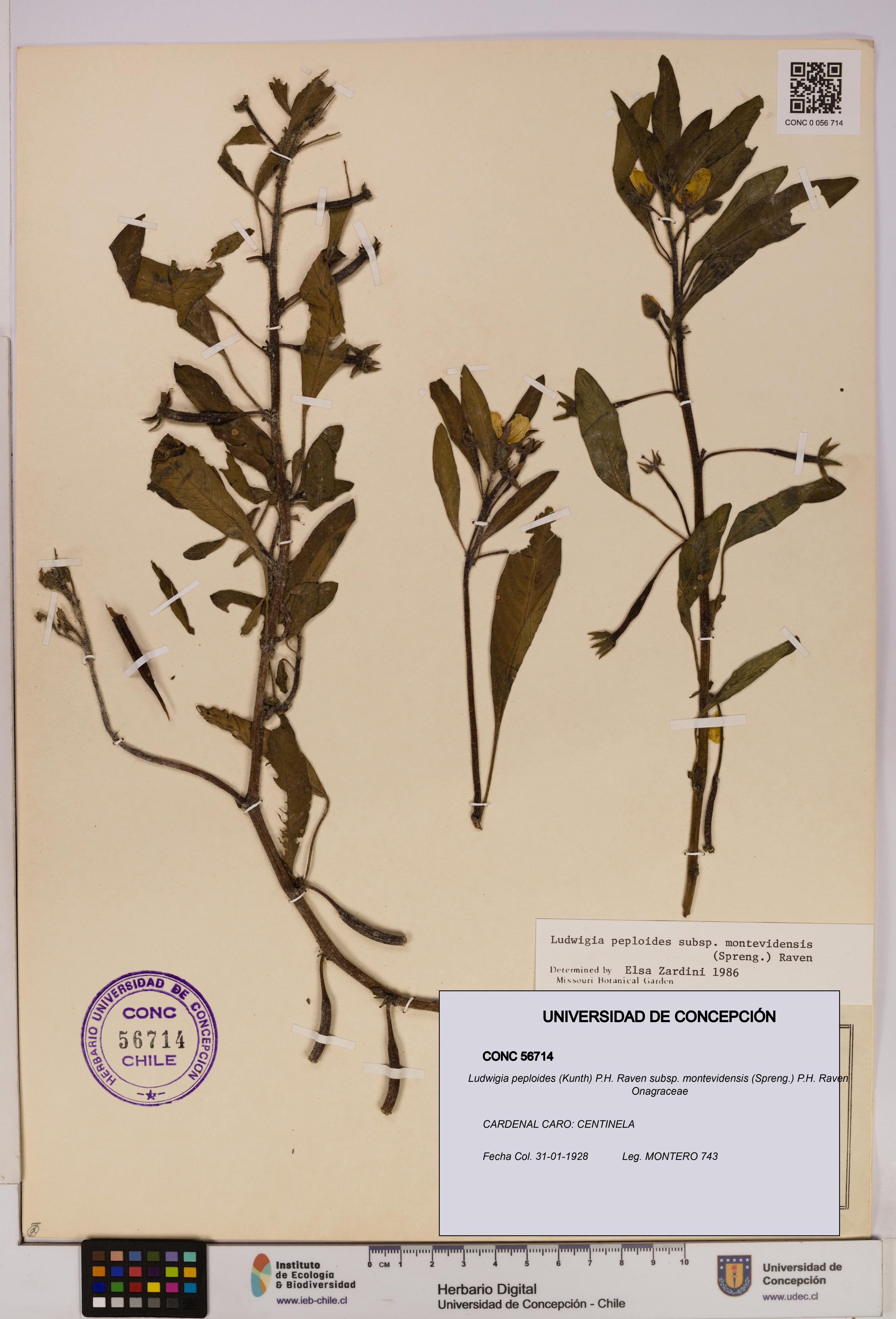 Ludwigia peploides subsp. montevidensis [Espécimen: UDEC:CONC:0056714]