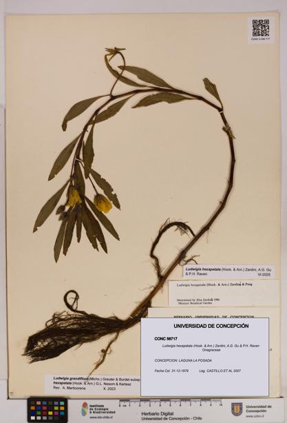 Ludwigia hexapetala [Espécimen: UDEC:CONC:0056717]