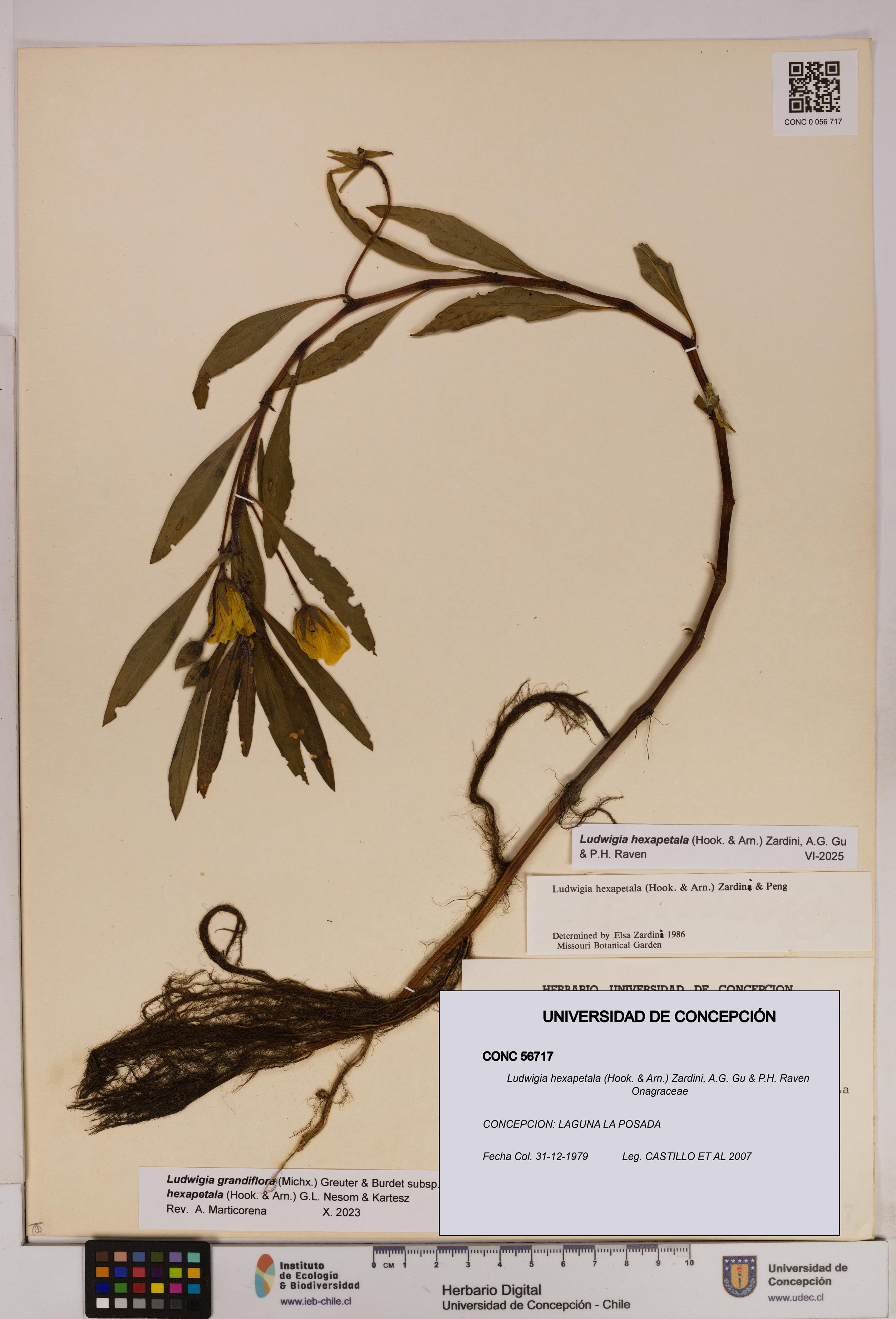 Ludwigia hexapetala [Espécimen: UDEC:CONC:0056717]