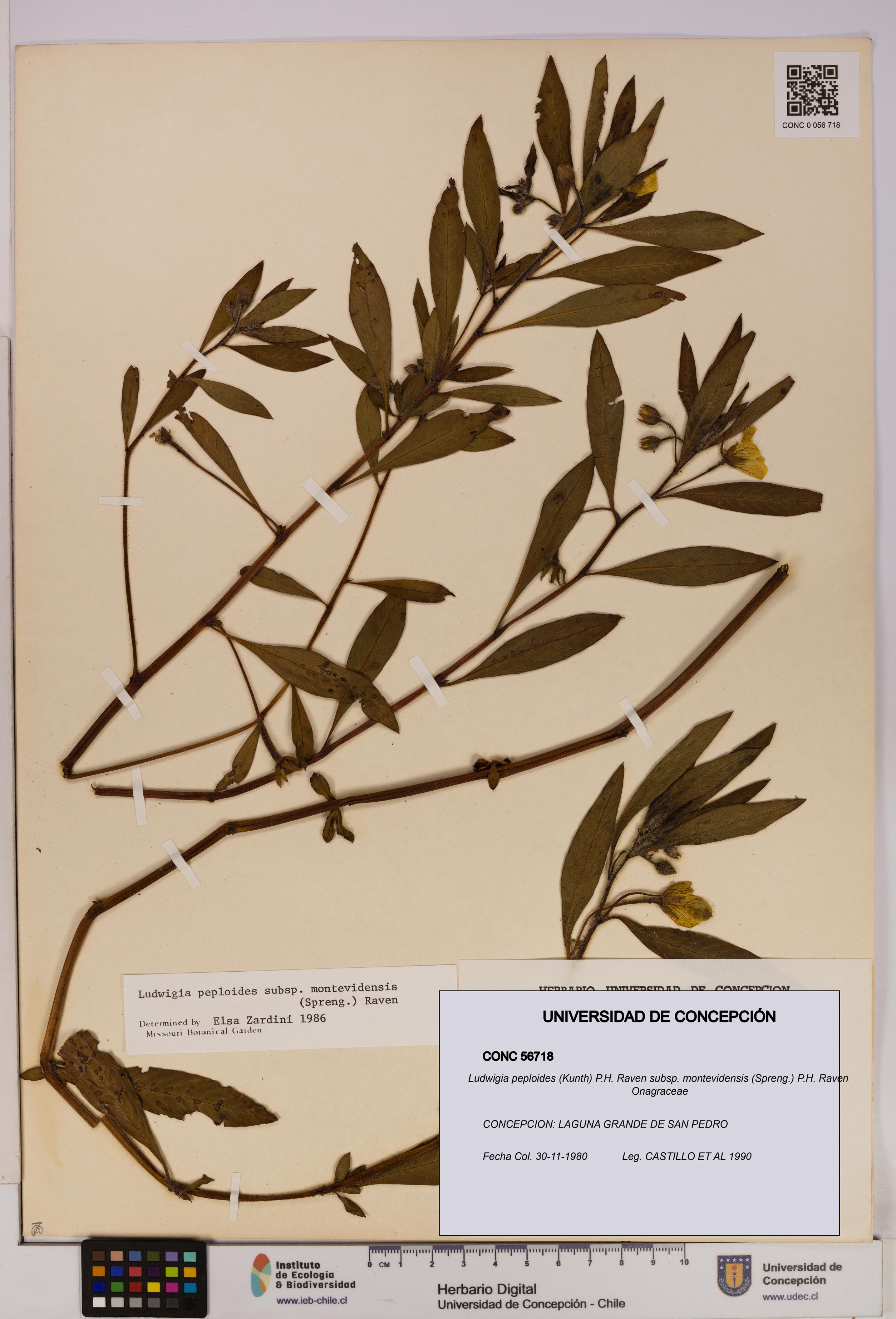 Ludwigia peploides subsp. montevidensis [Espécimen: UDEC:CONC:0056718]