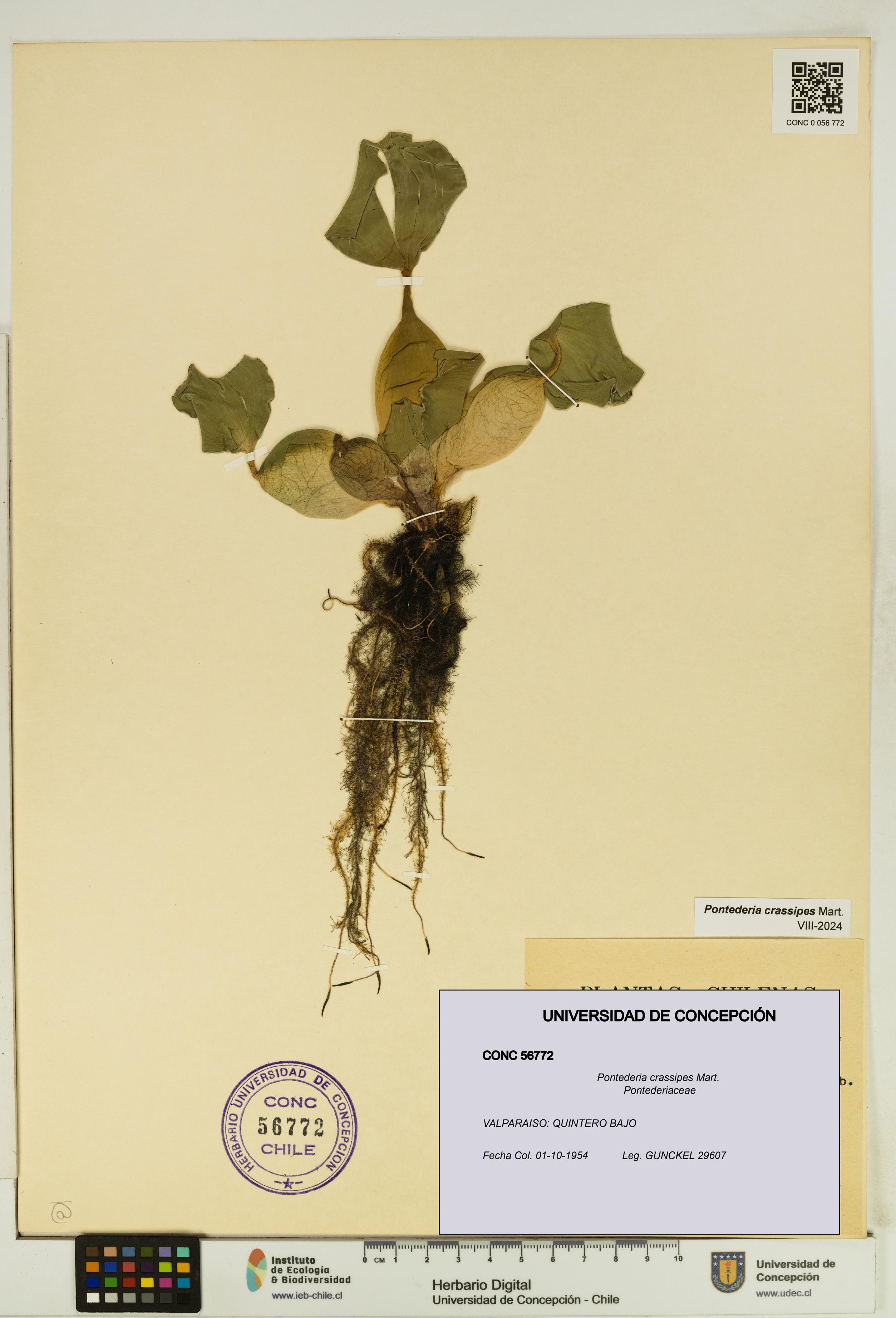 Pontederia crassipes [Espécimen: UDEC:CONC:0056772]