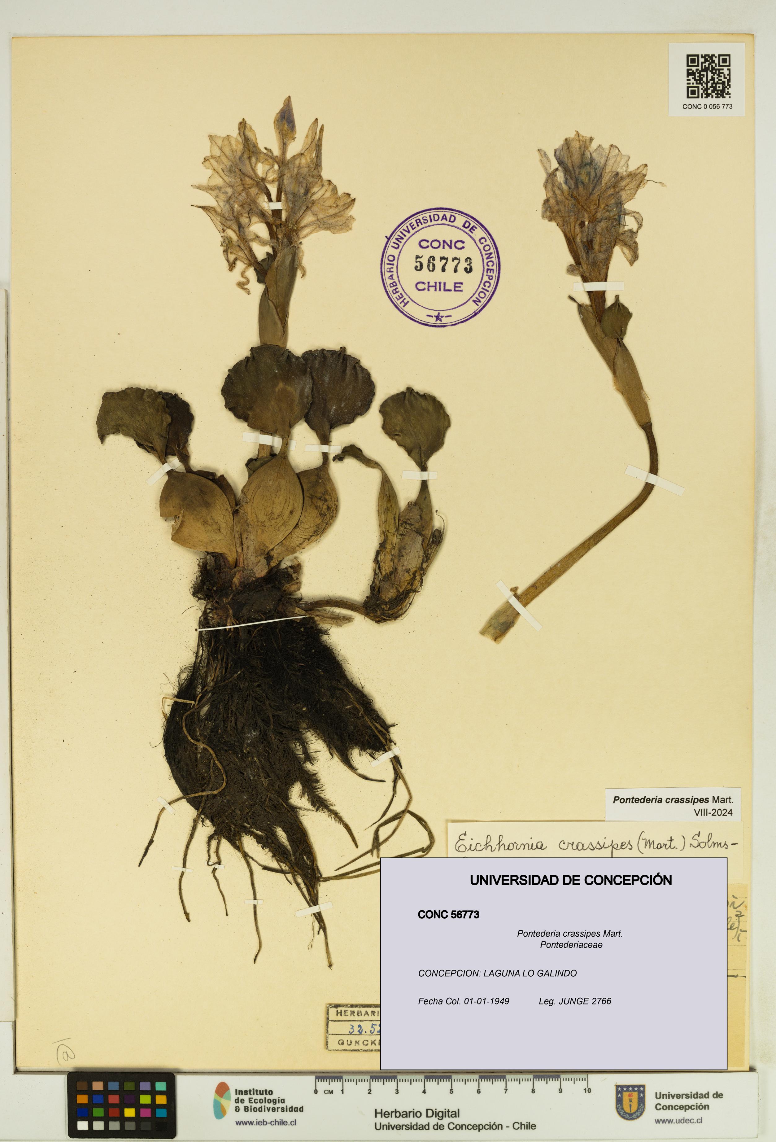 Pontederia crassipes [Espécimen: UDEC:CONC:0056773]