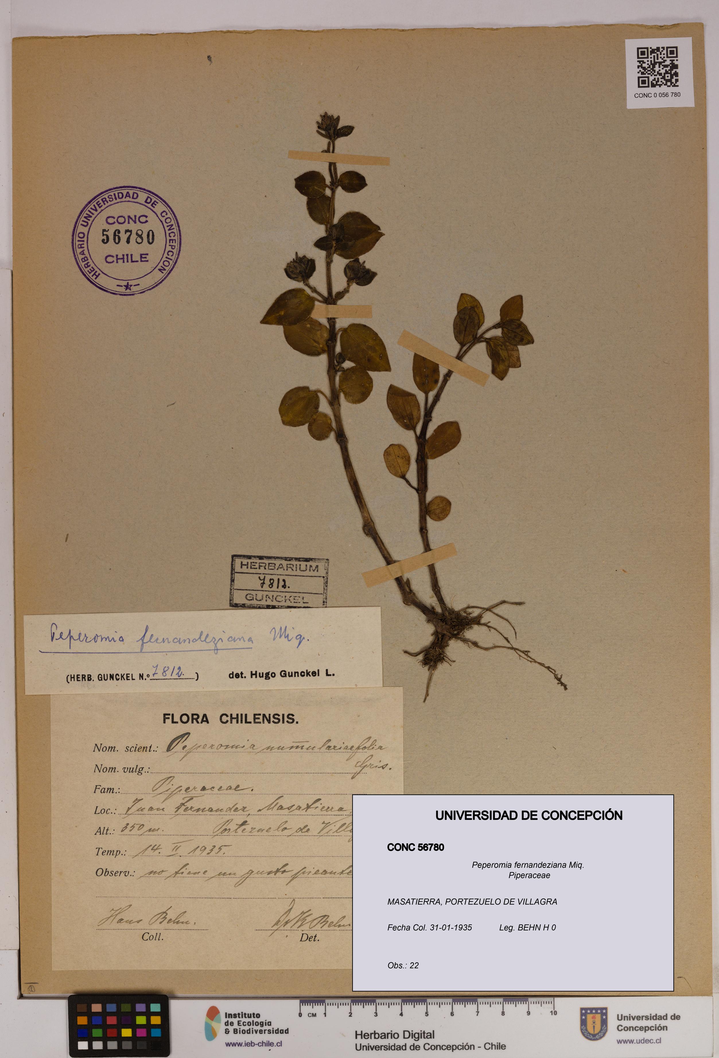 Peperomia fernandeziana [Espécimen: UDEC:CONC:0056780]