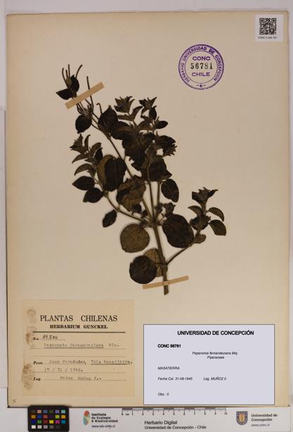 Peperomia fernandeziana [Espécimen: UDEC:CONC:0056781]