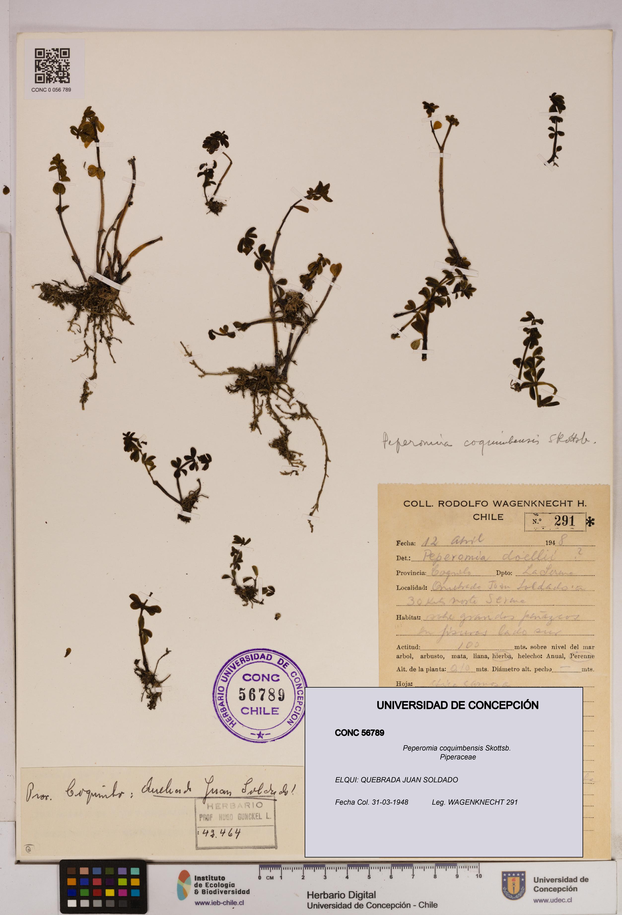 Peperomia coquimbensis [Espécimen: UDEC:CONC:0056789]