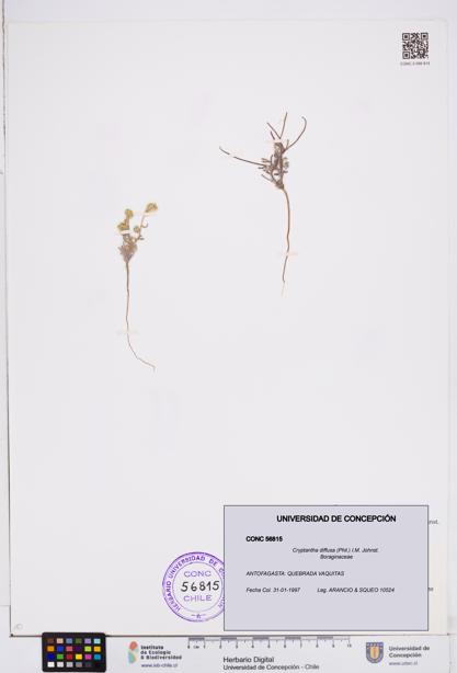 Cryptantha diffusa [Espécimen: ]