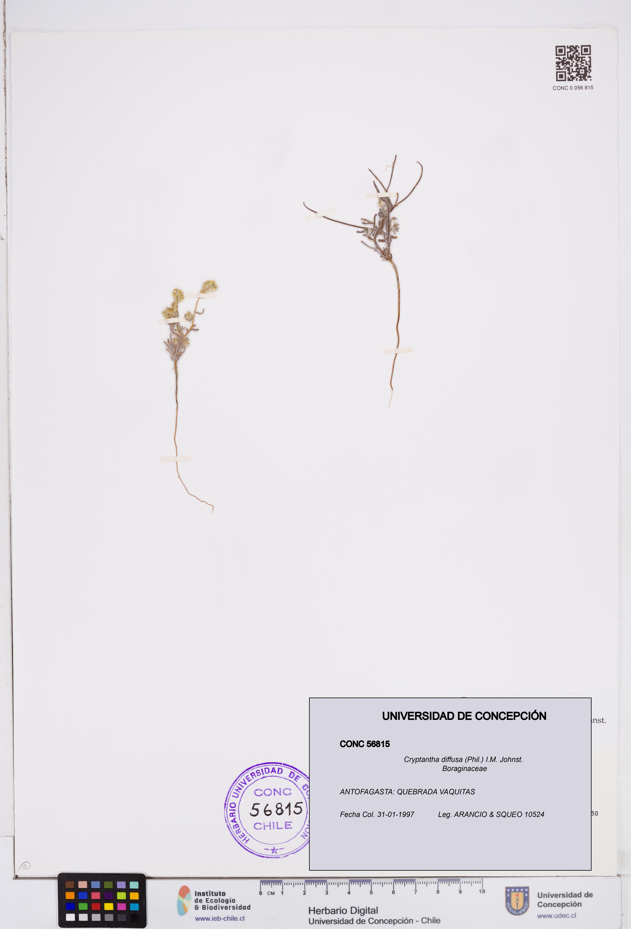 Cryptantha diffusa [Espécimen: ]
