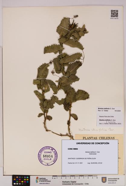 Mutisia latifolia [Espécimen: UDEC:CONC:0056954]