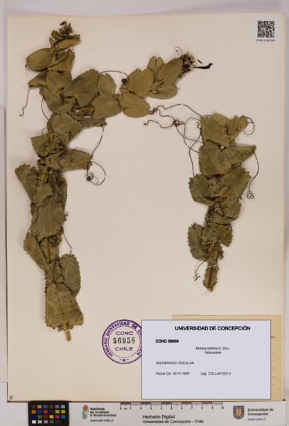 Mutisia latifolia [Espécimen: UDEC:CONC:0056958]