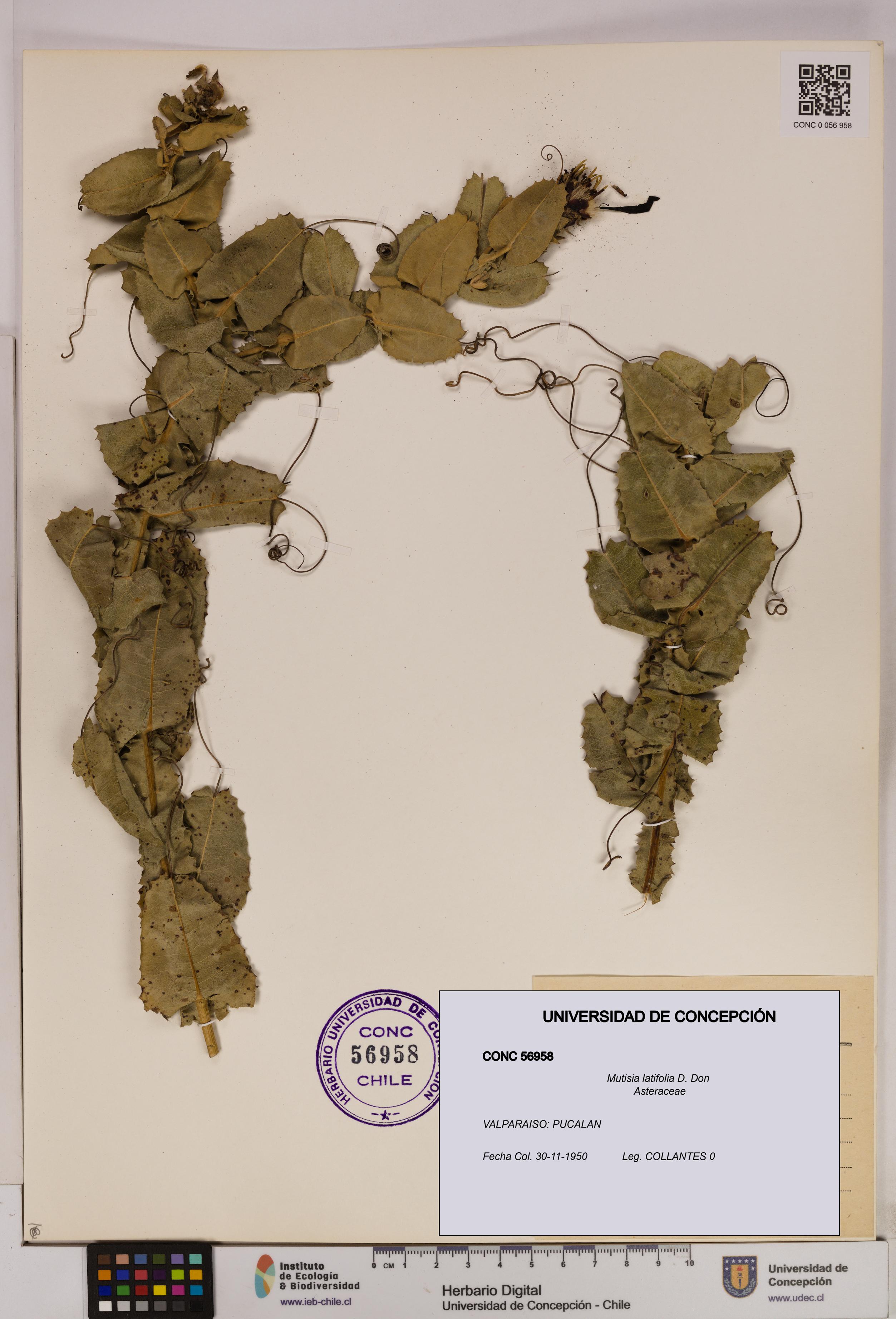 Mutisia latifolia [Espécimen: UDEC:CONC:0056958]