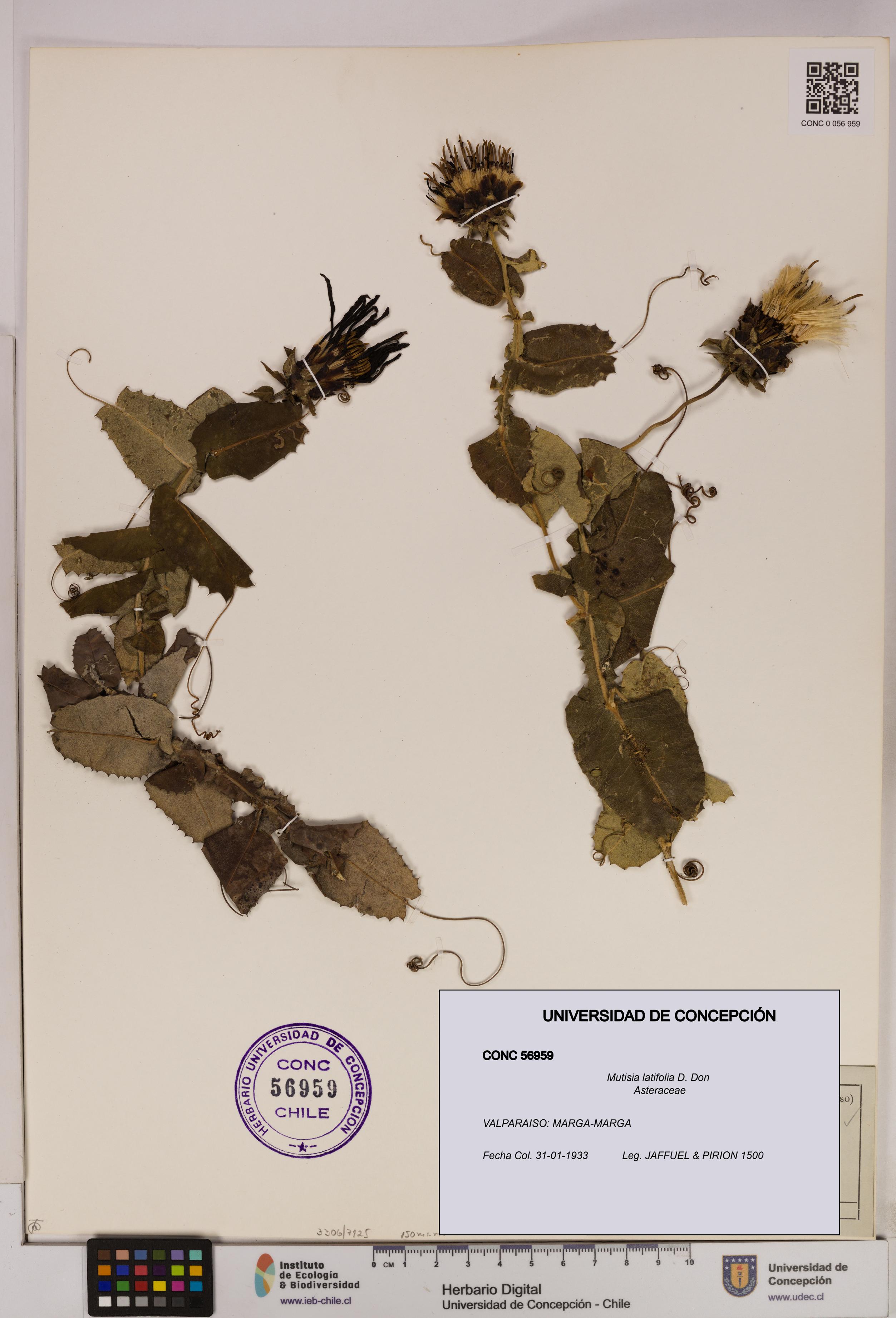 Mutisia latifolia [Espécimen: UDEC:CONC:0056959]