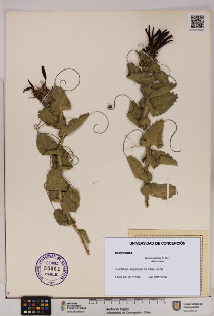 Mutisia latifolia [Espécimen: UDEC:CONC:0056961]