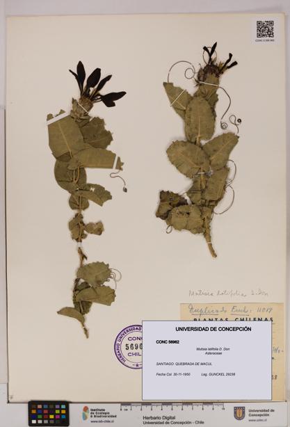 Mutisia latifolia [Espécimen: UDEC:CONC:0056962]