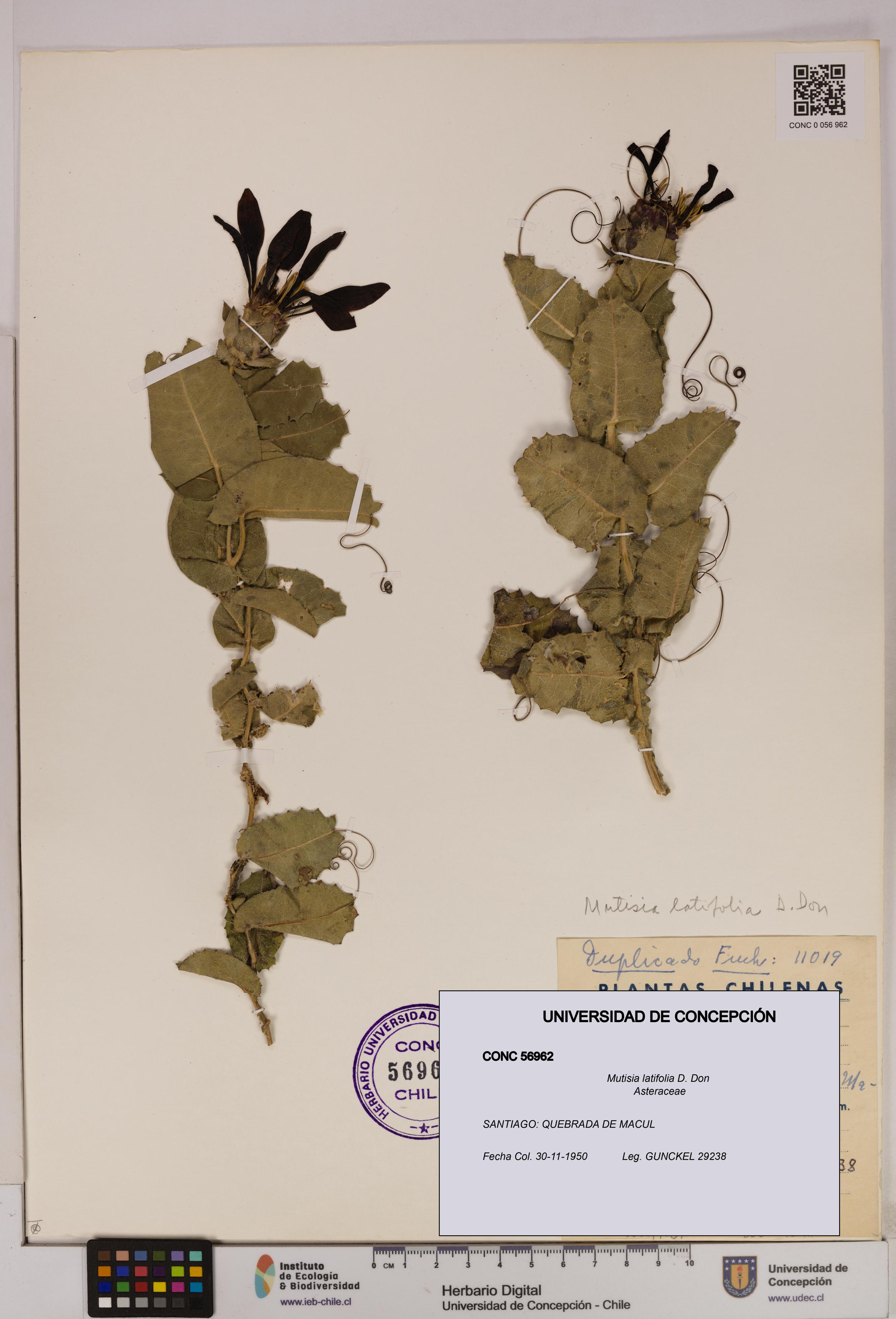 Mutisia latifolia [Espécimen: UDEC:CONC:0056962]