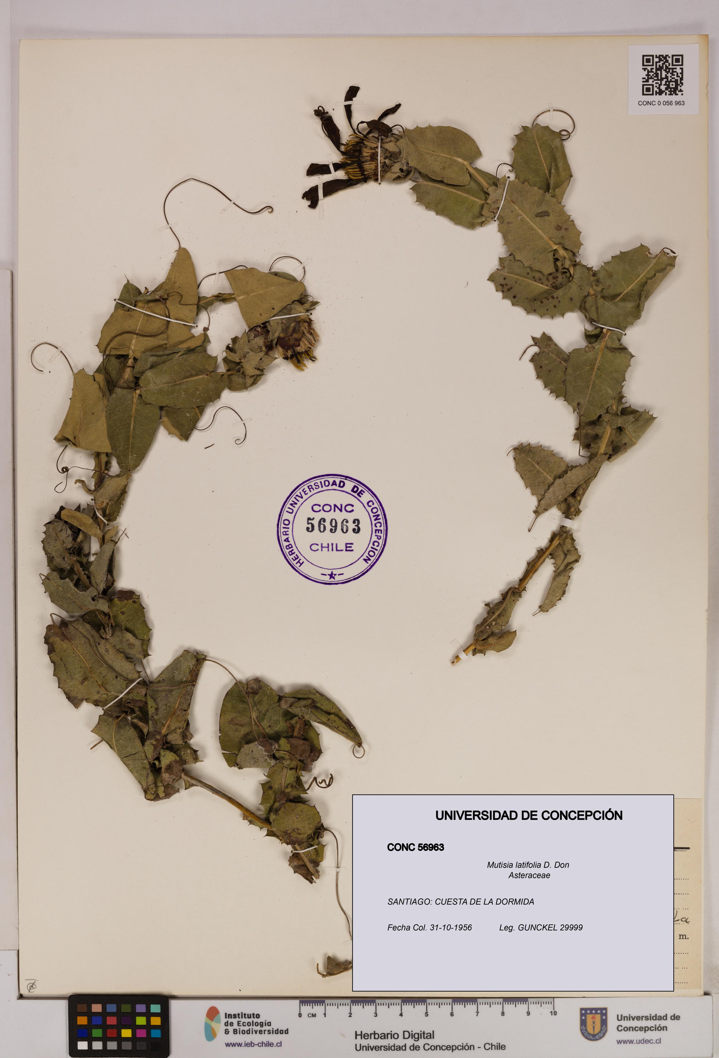 Mutisia latifolia [Espécimen: UDEC:CONC:0056963]