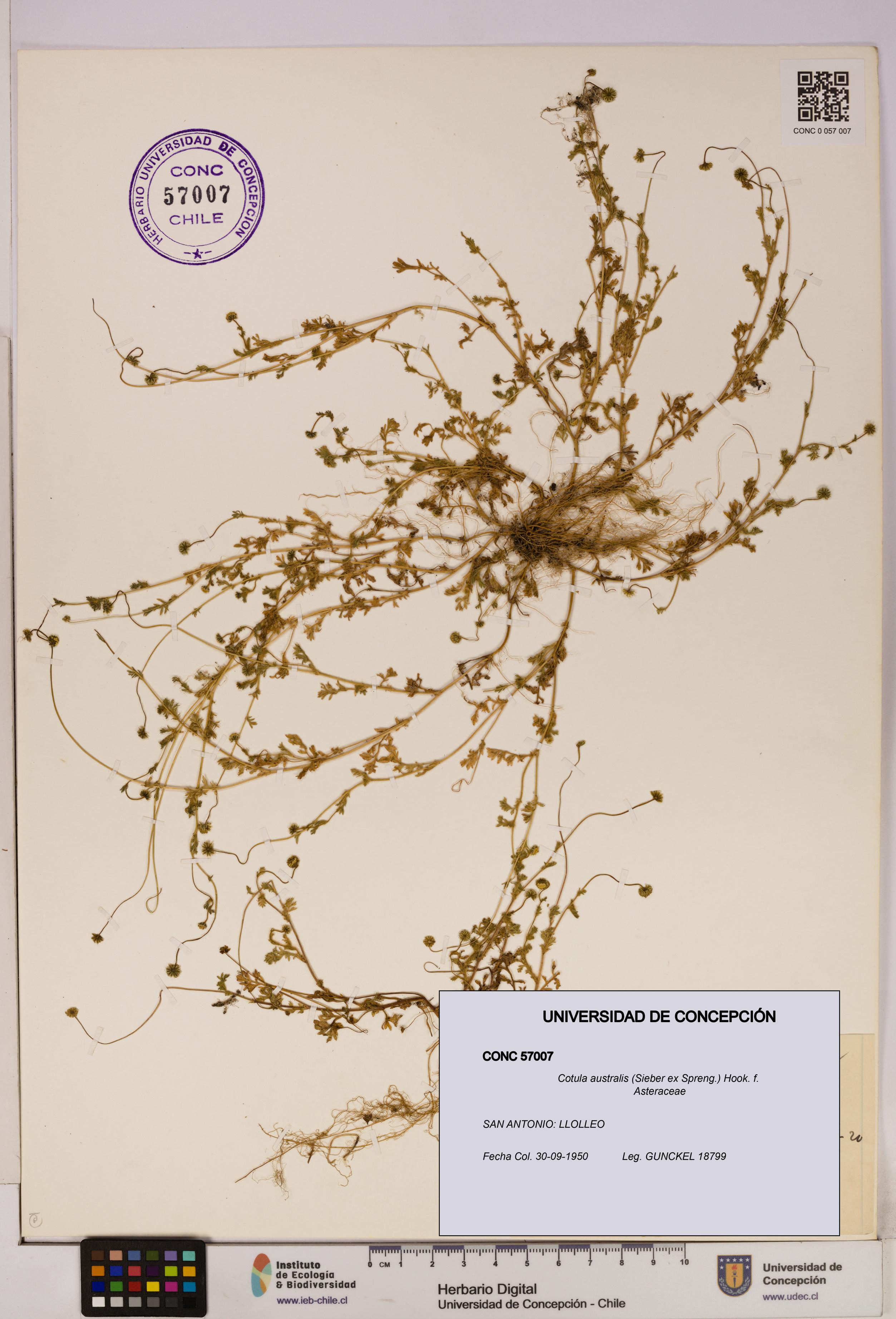 Cotula australis [Espécimen: UDEC:CONC:0057007]